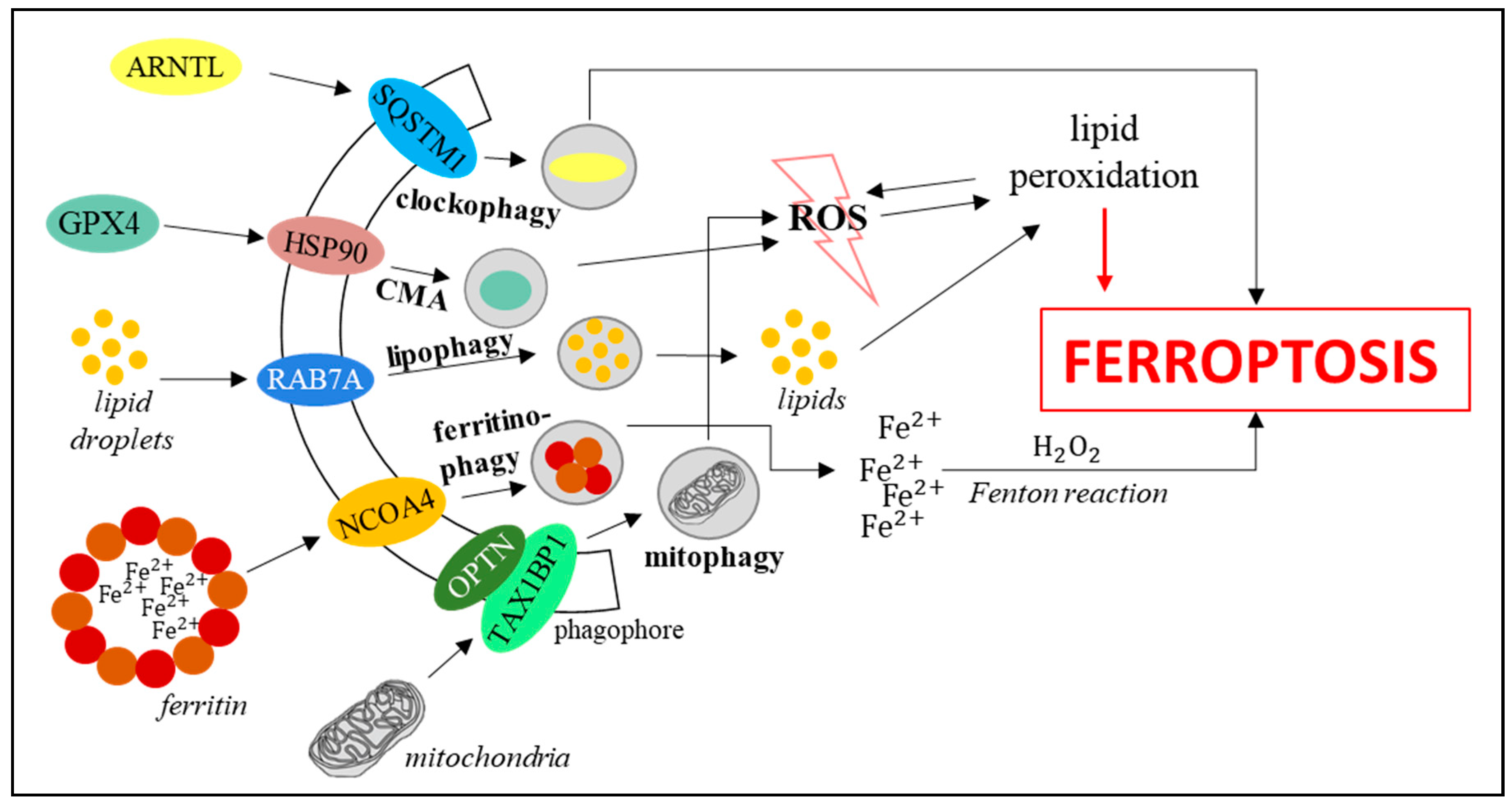 Cells 10 00365 g005