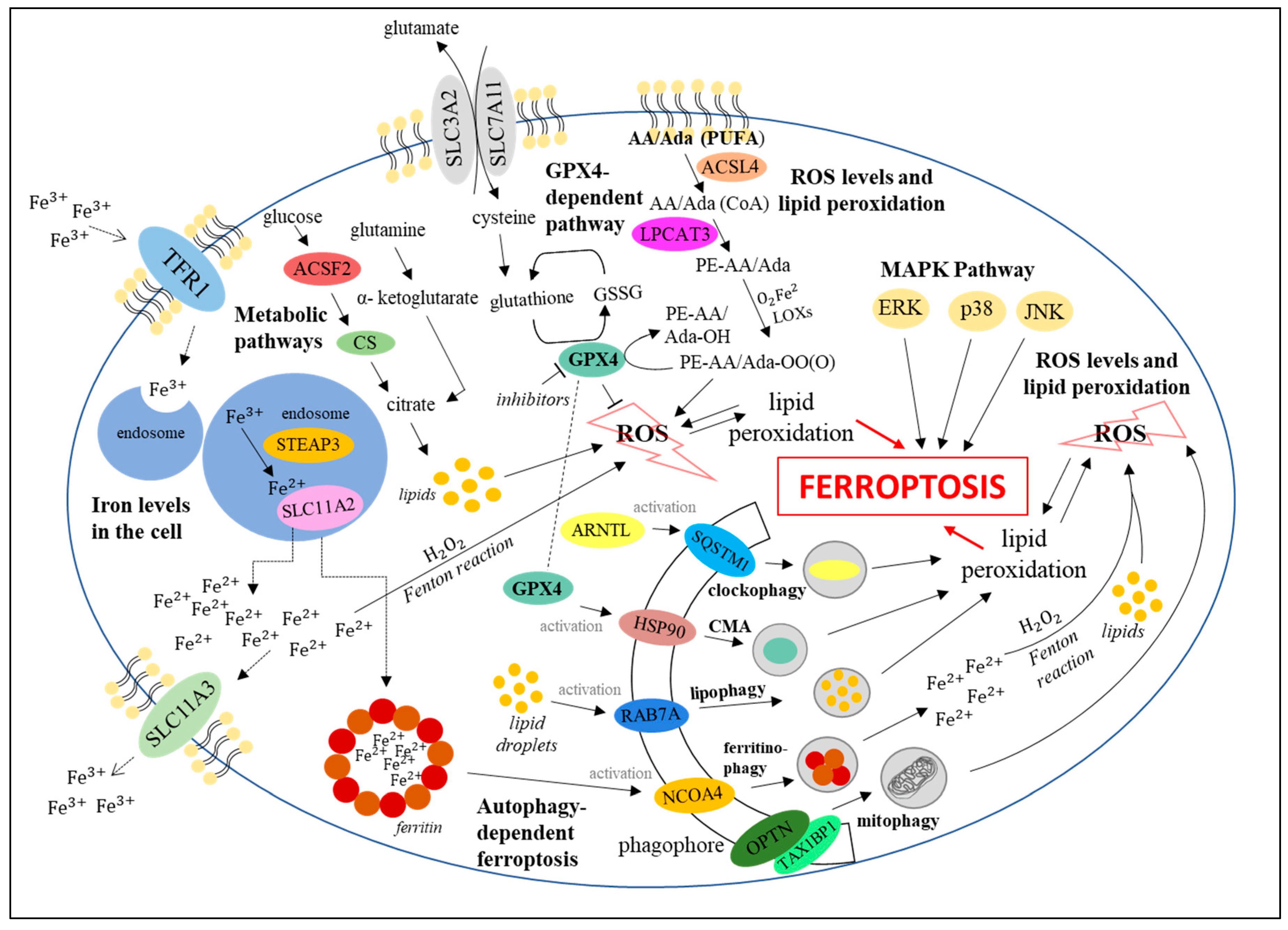 Cells 10 00365 g006