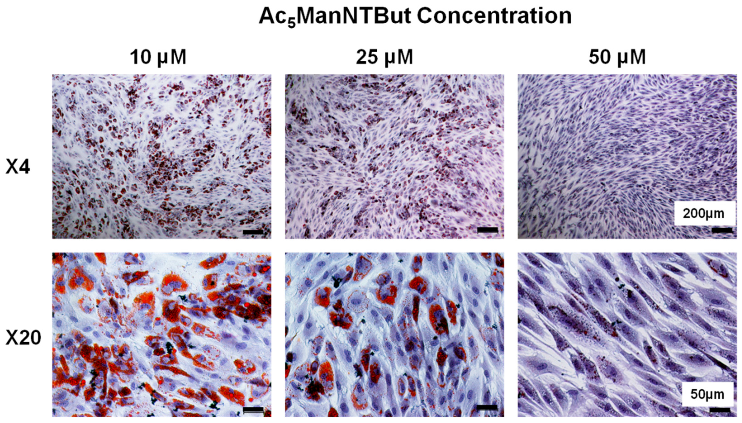 Cells 10 00377 g007