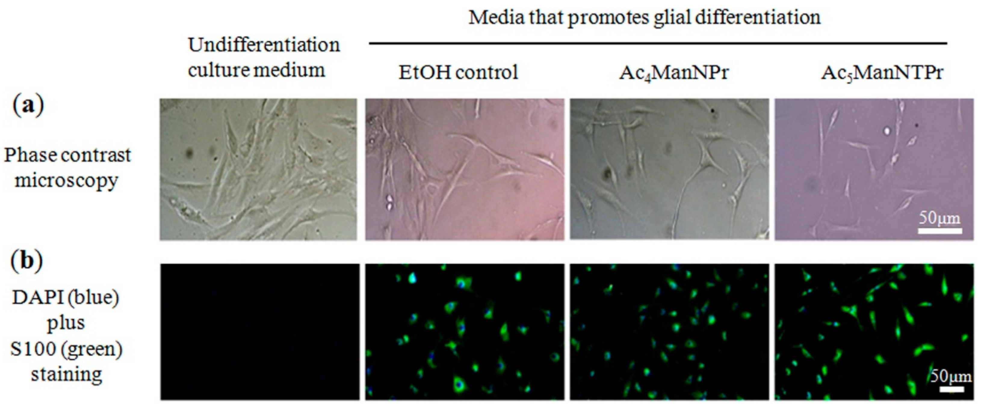 Cells 10 00377 g008