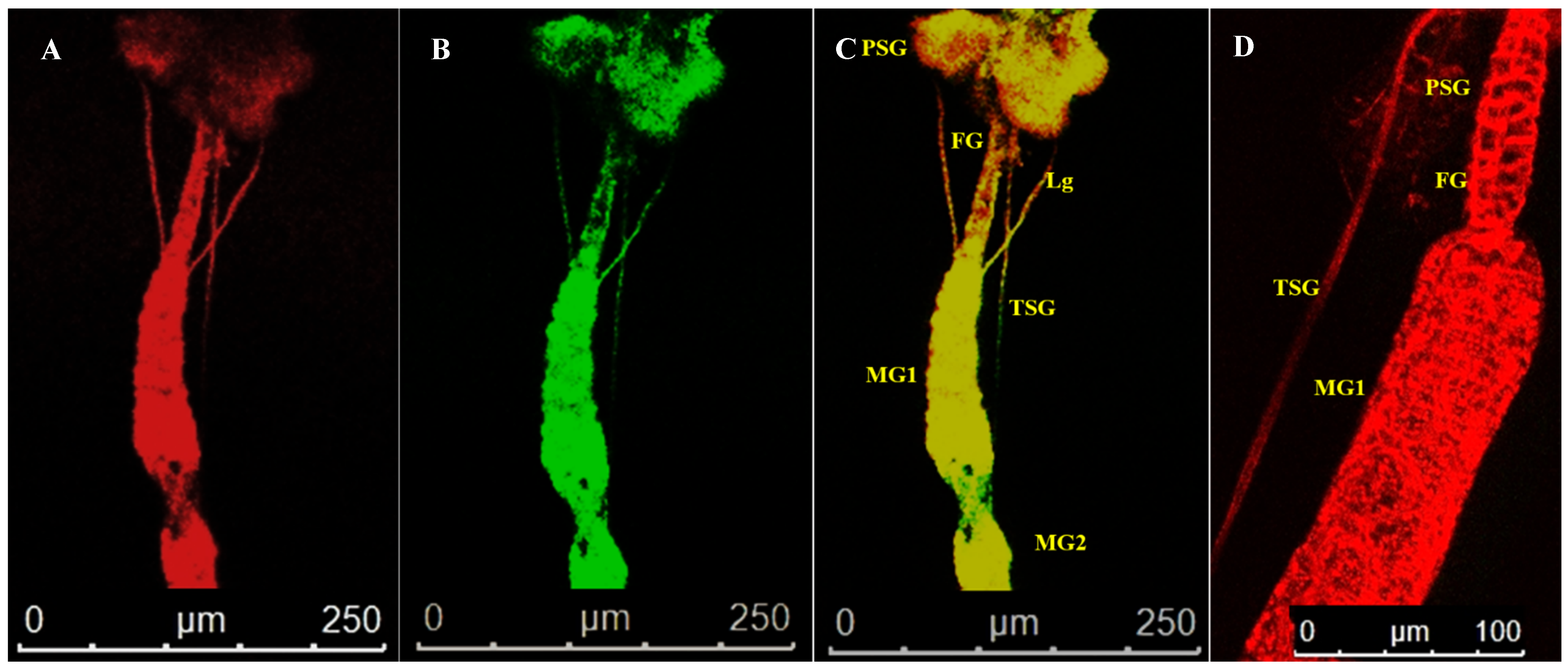 Cells 10 00392 g005 Cells 10 00392 g005
