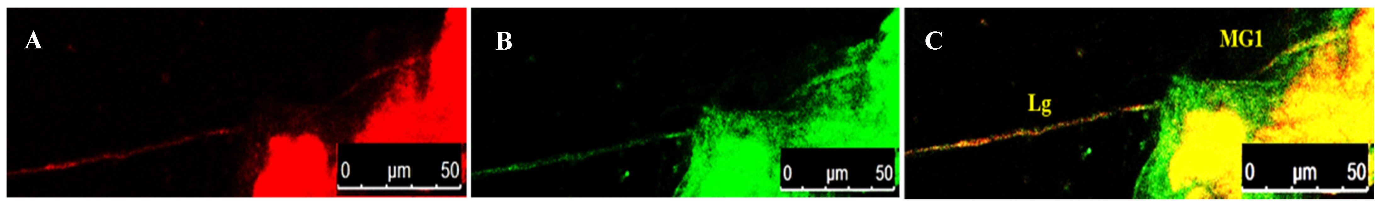 Cells 10 00392 g006 Cells 10 00392 g006
