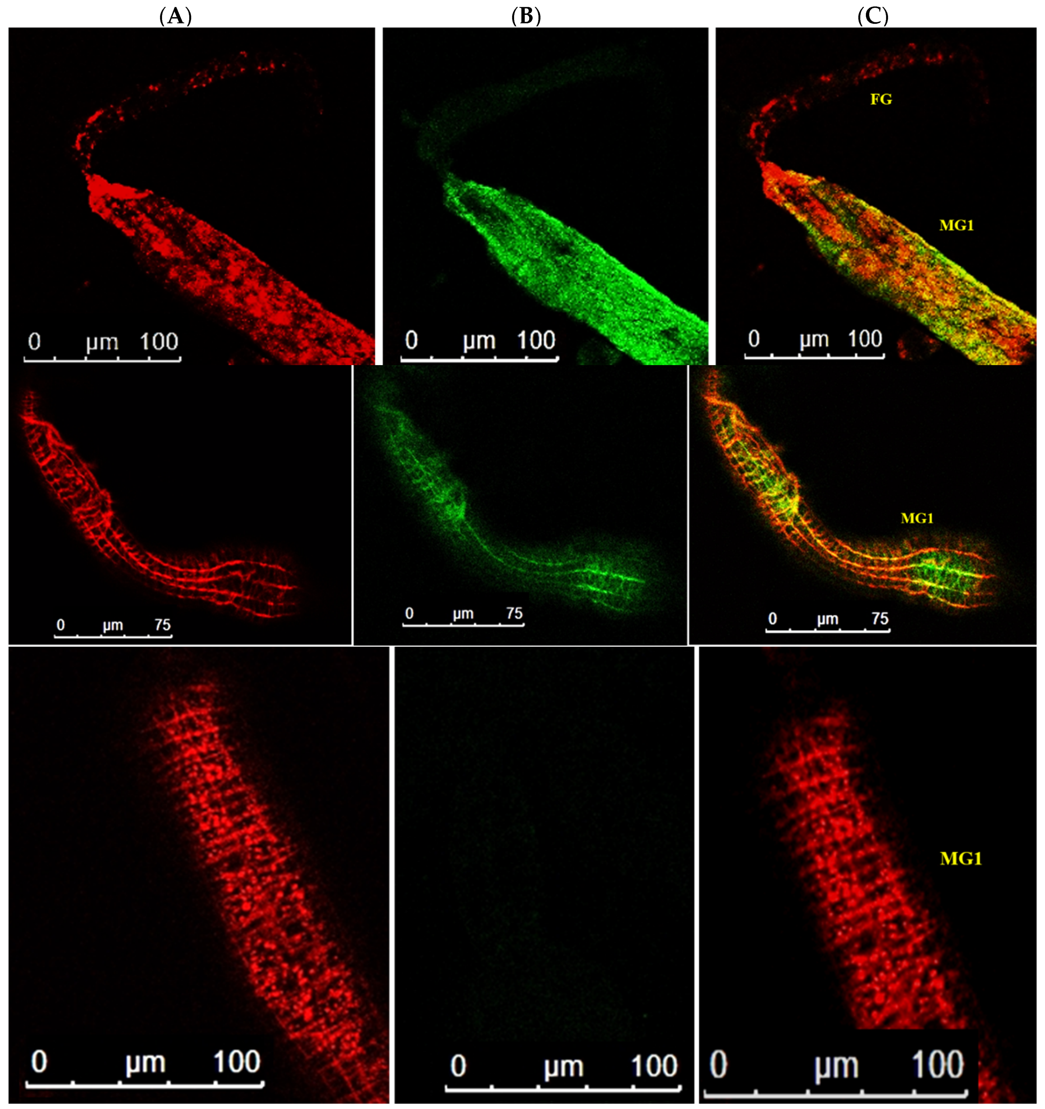 Cells 10 00392 g009 Cells 10 00392 g009