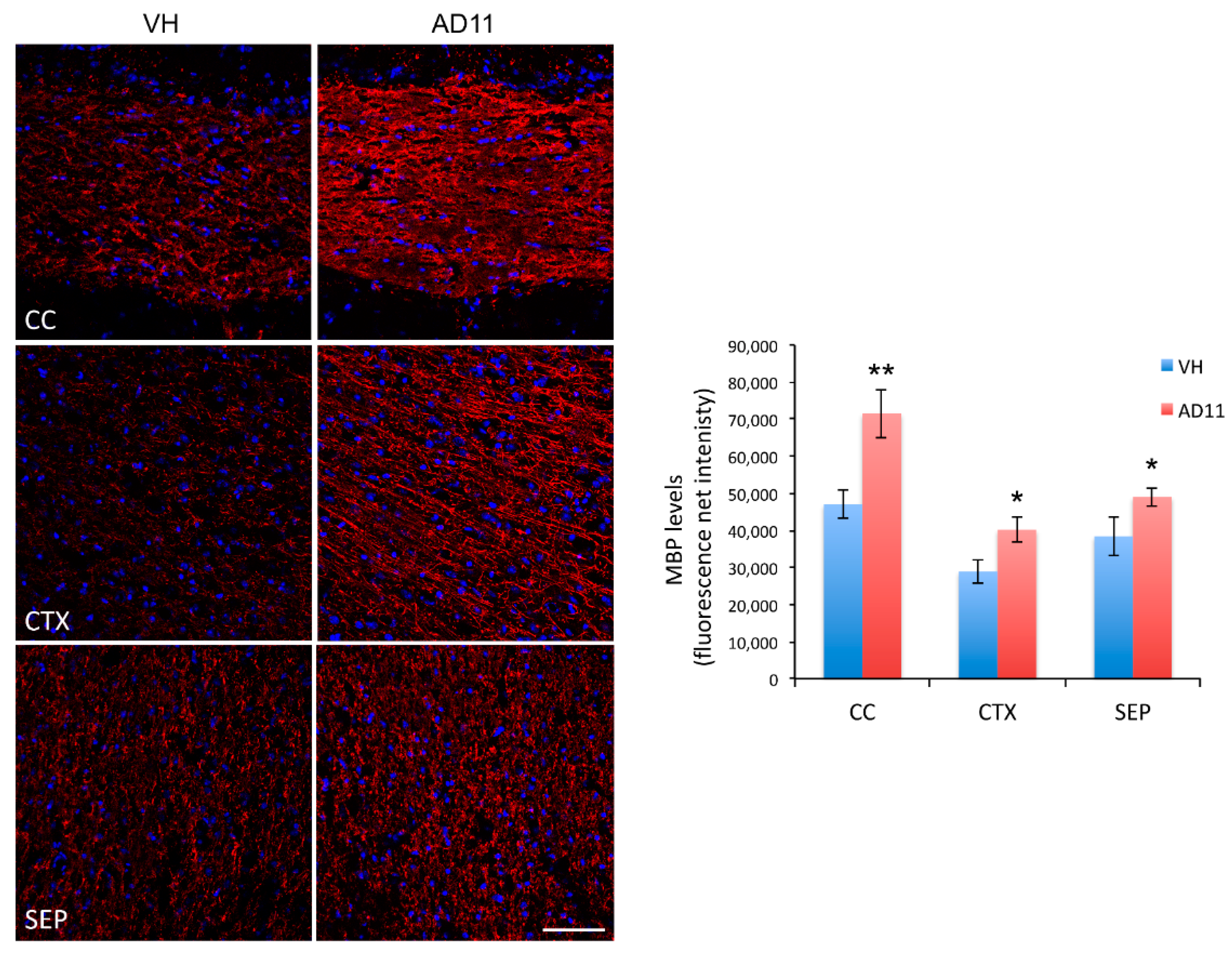 Cells 10 00405 g001 Cells 10 00405 g001