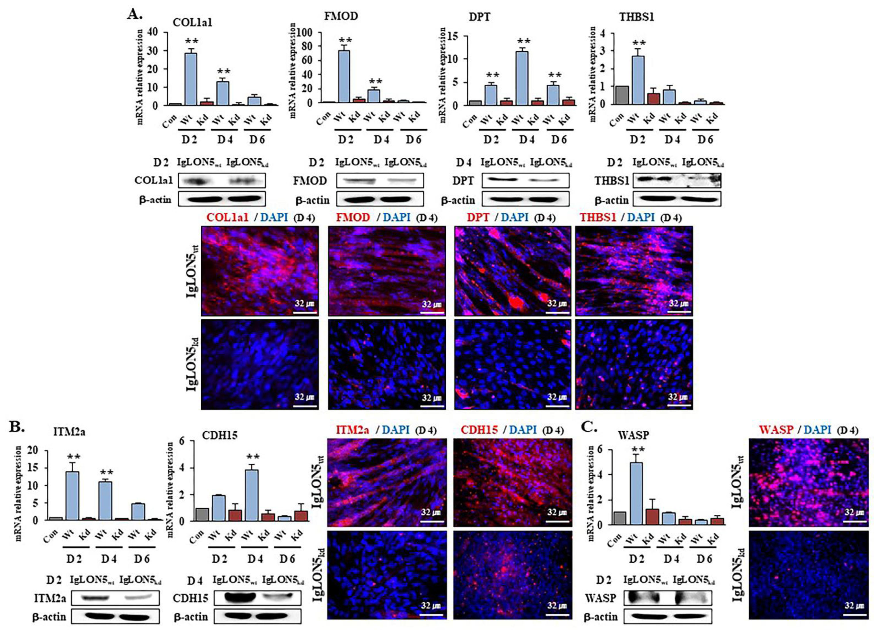 Cells 10 00417 g004 Cells 10 00417 g004