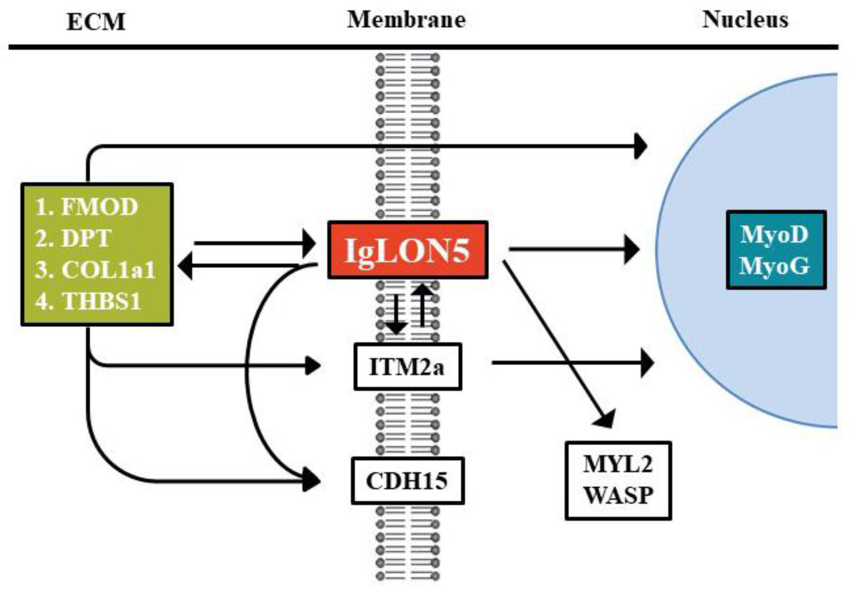 Cells 10 00417 g007 Cells 10 00417 g007