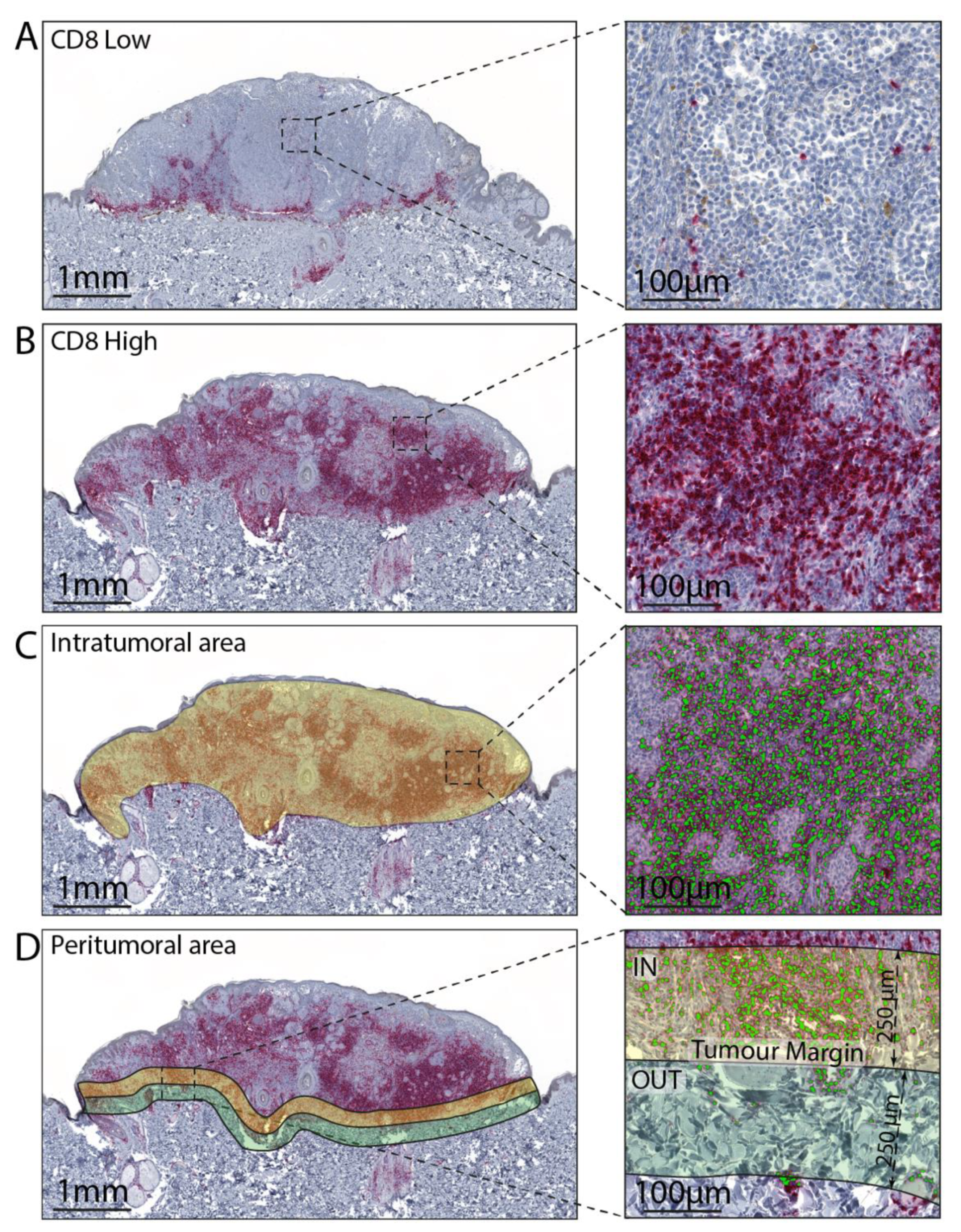 Cells 10 00422 g001 Cells 10 00422 g001