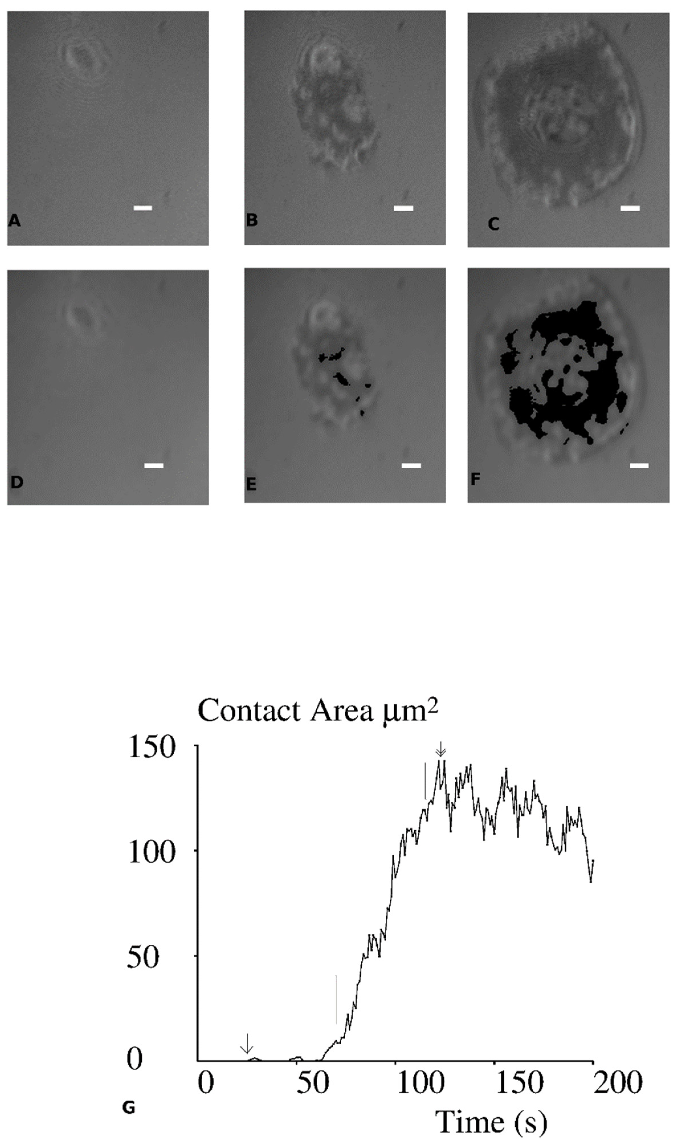 Cells 10 00429 g001 Cells 10 00429 g001