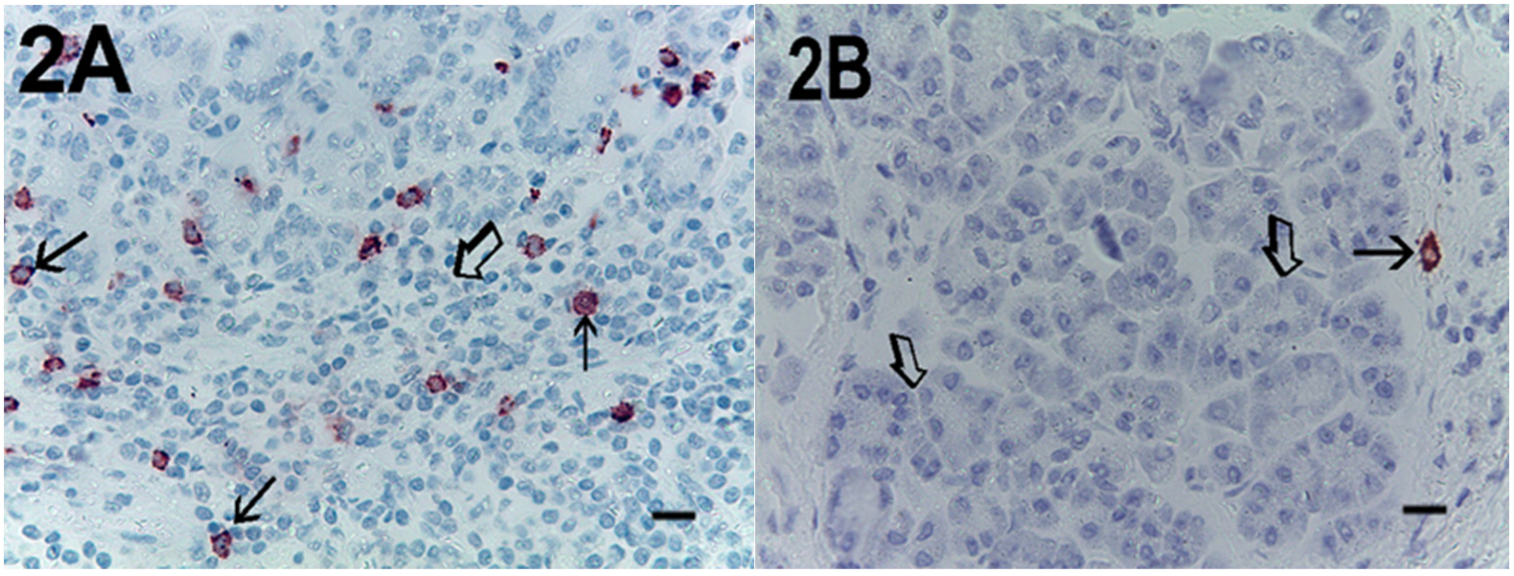 Cells 10 00444 g002 Cells 10 00444 g002