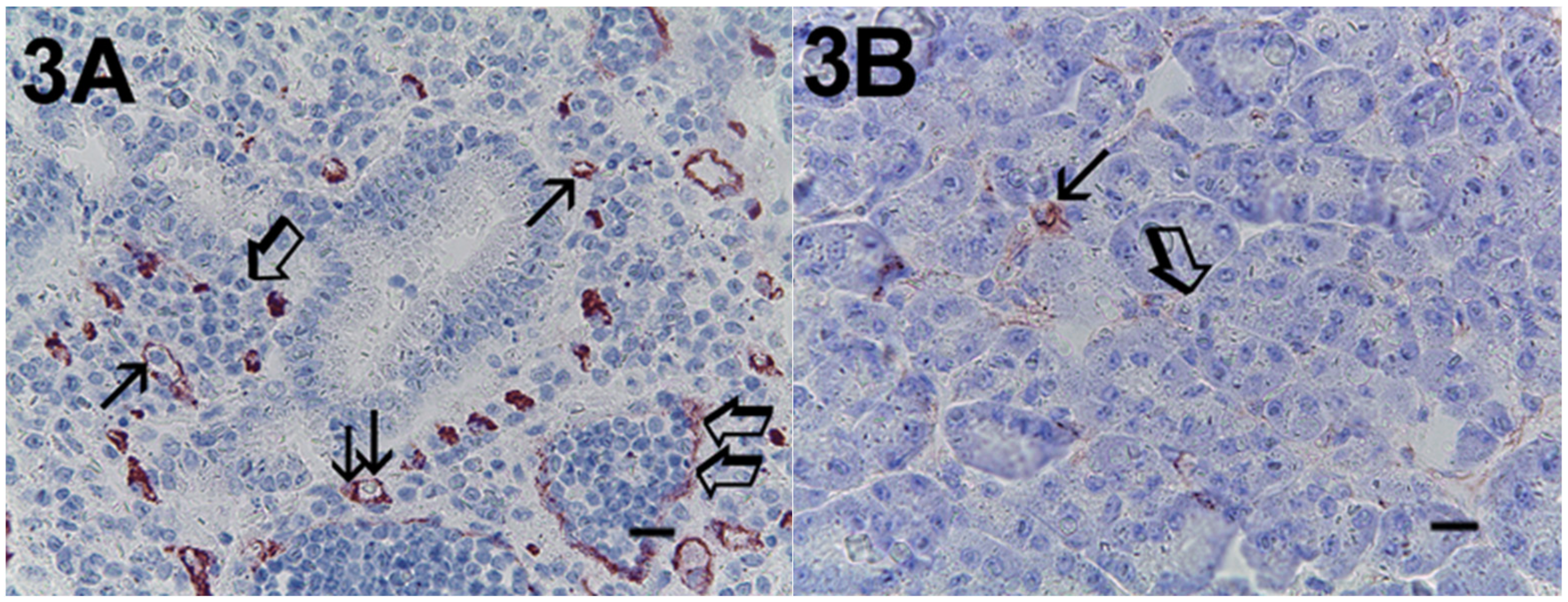 Cells 10 00444 g003 Cells 10 00444 g003