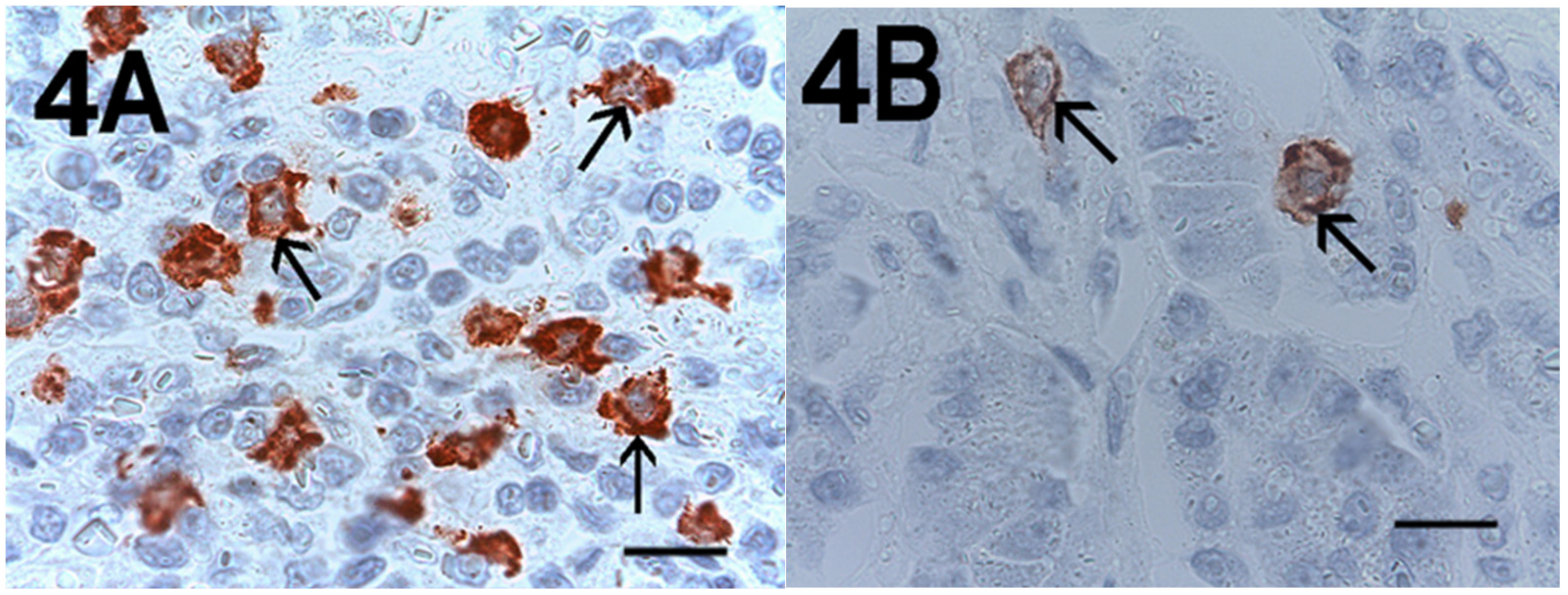 Cells 10 00444 g004 Cells 10 00444 g004
