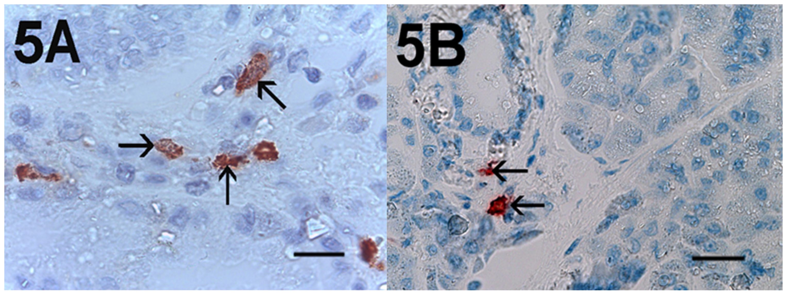 Cells 10 00444 g005 Cells 10 00444 g005