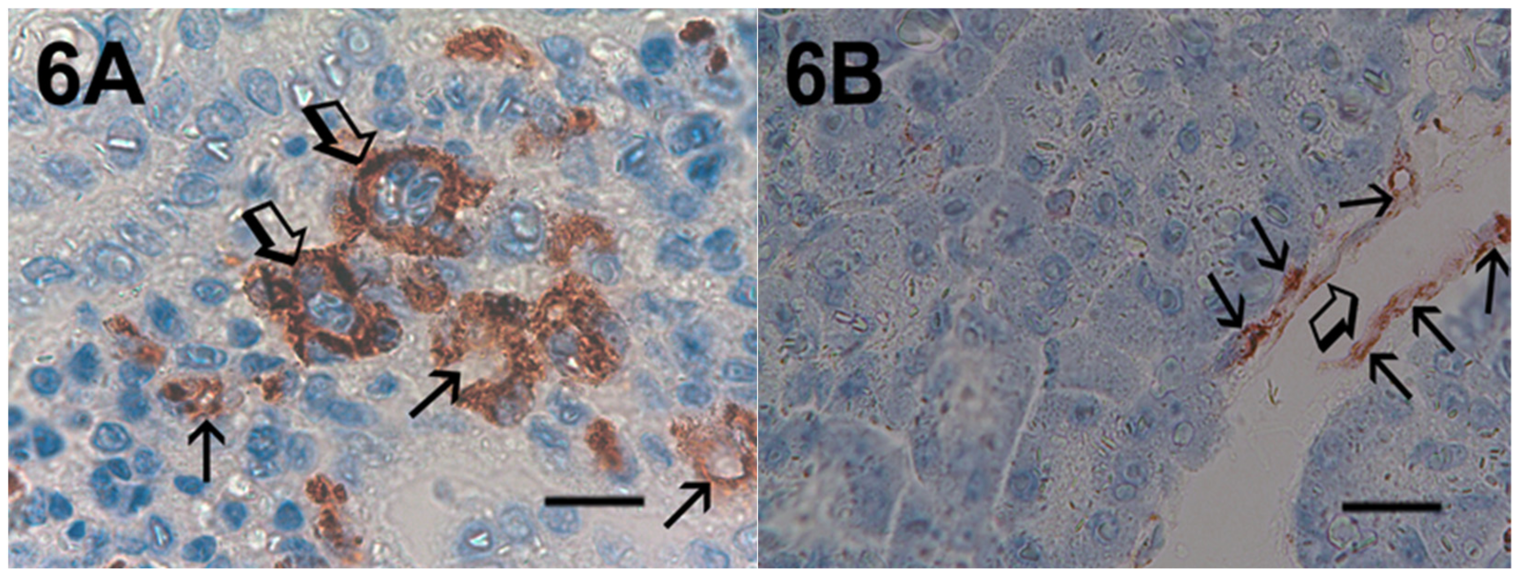 Cells 10 00444 g006 Cells 10 00444 g006