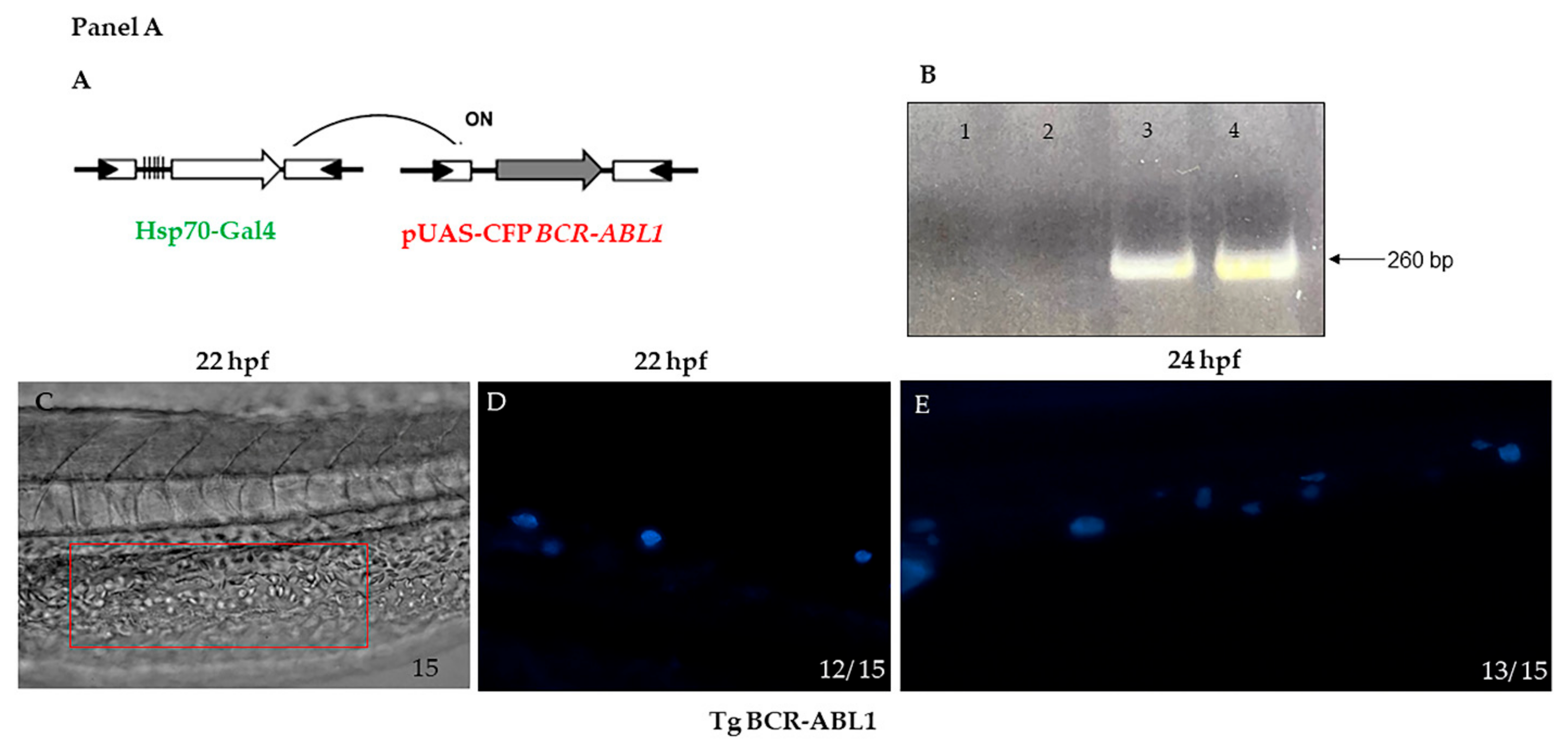 Cells 10 00445 g001a