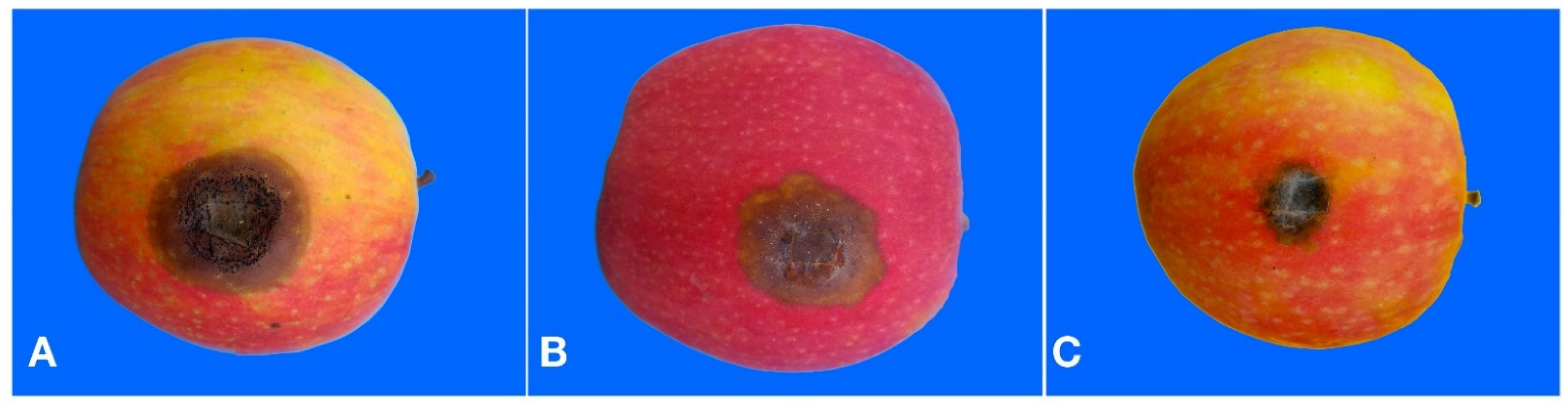 Cells 10 00449 g004 Cells 10 00449 g004