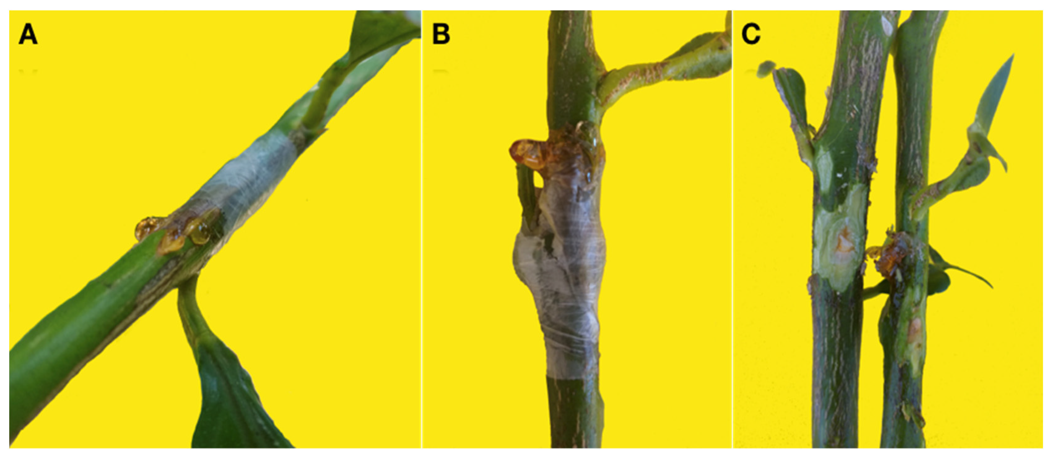 Cells 10 00449 g006 Cells 10 00449 g006