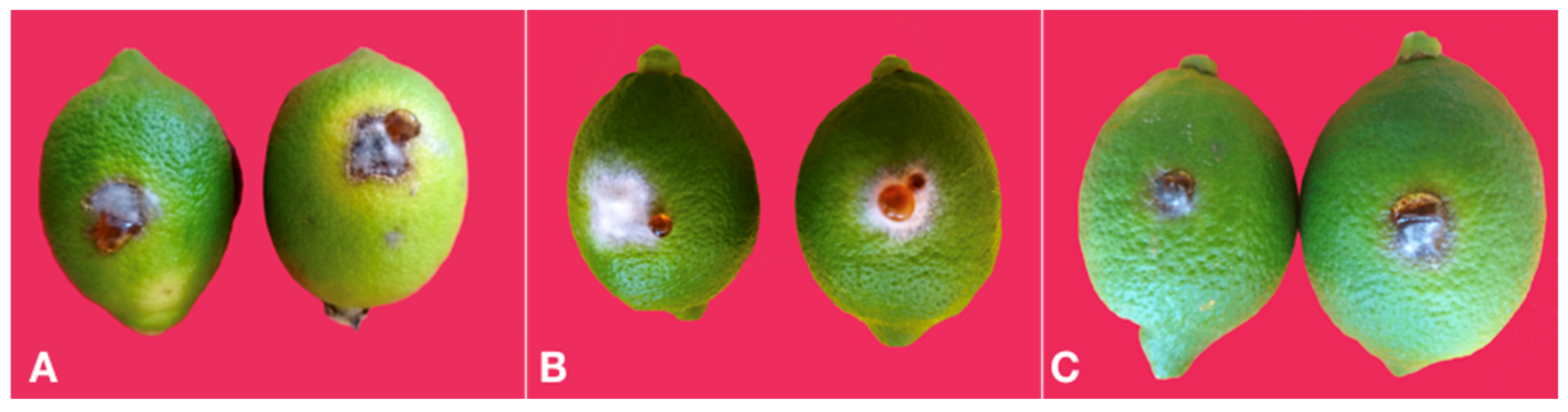 Cells 10 00449 g010 Cells 10 00449 g010