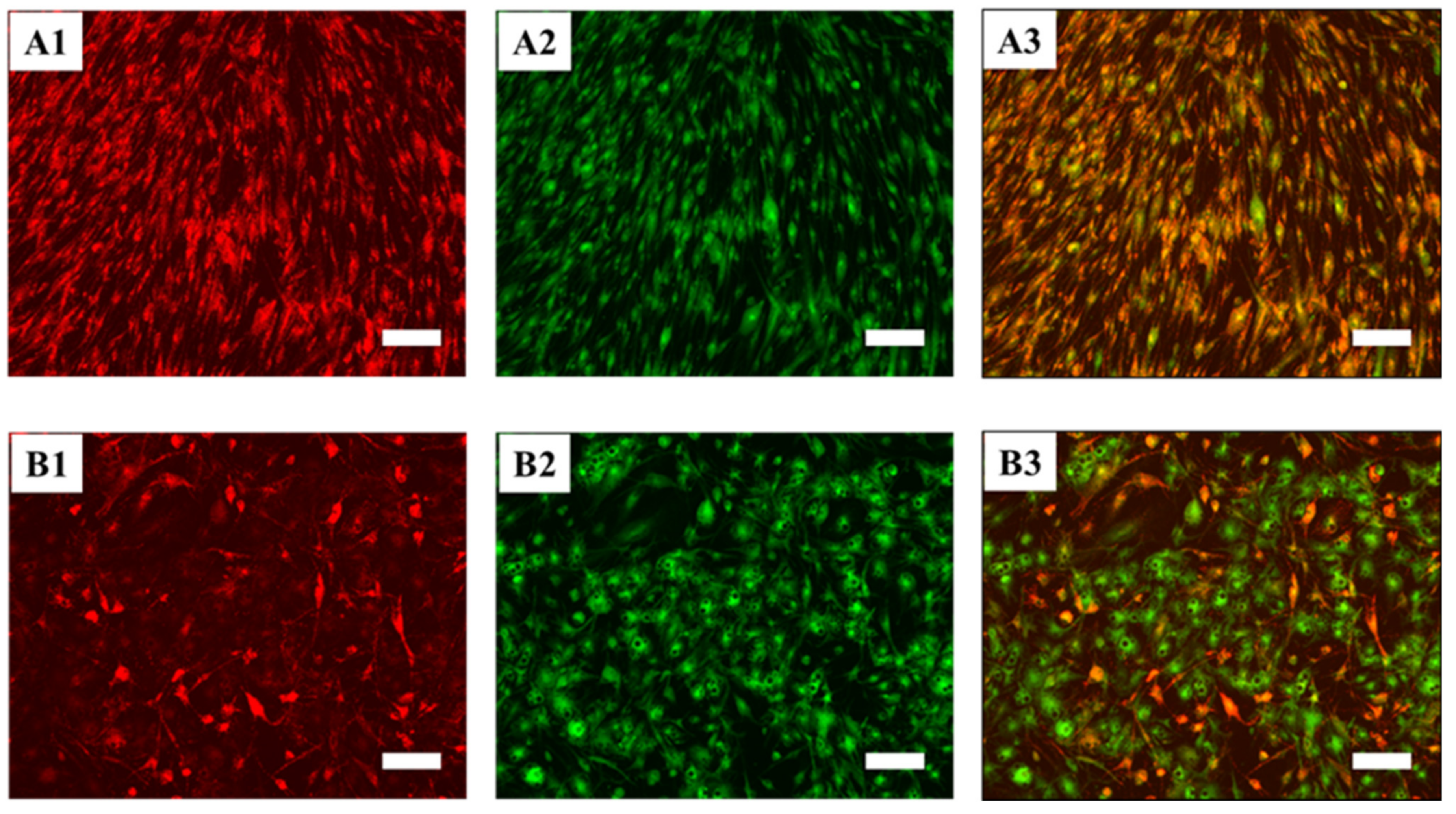 Cells 10 00466 g008 Cells 10 00466 g008