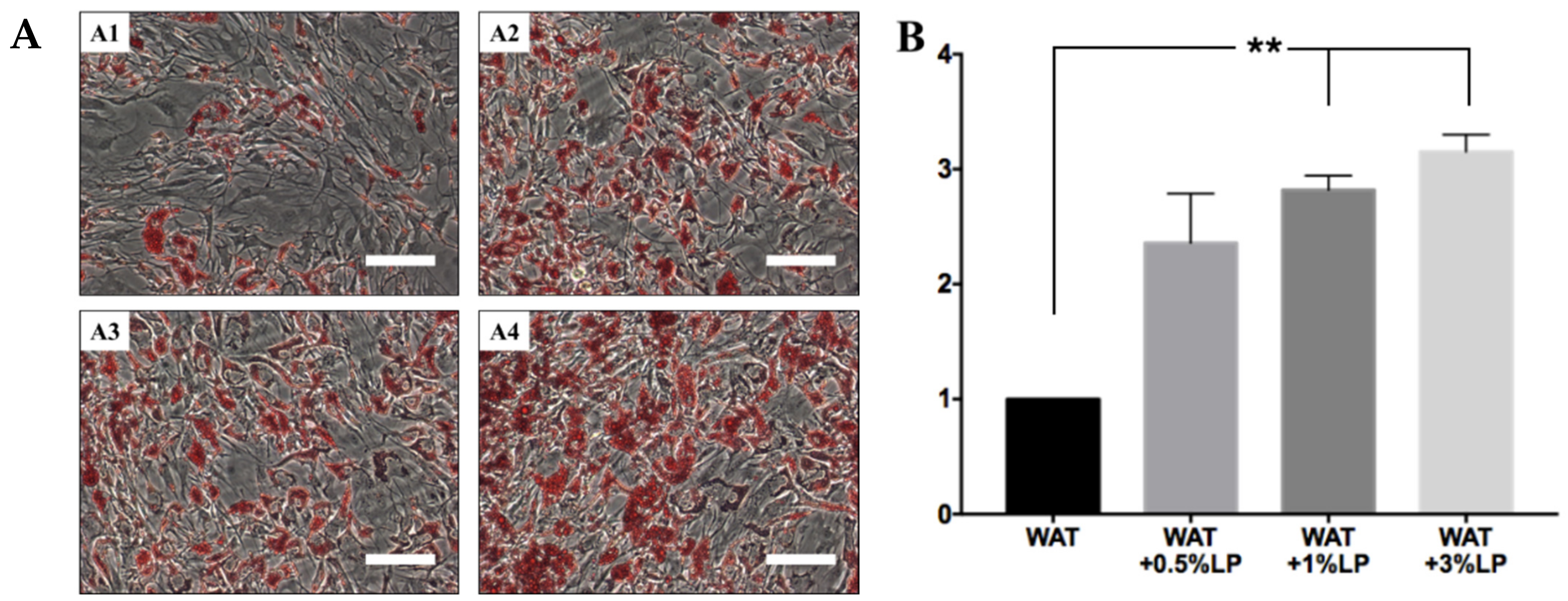 Cells 10 00466 g012 Cells 10 00466 g012