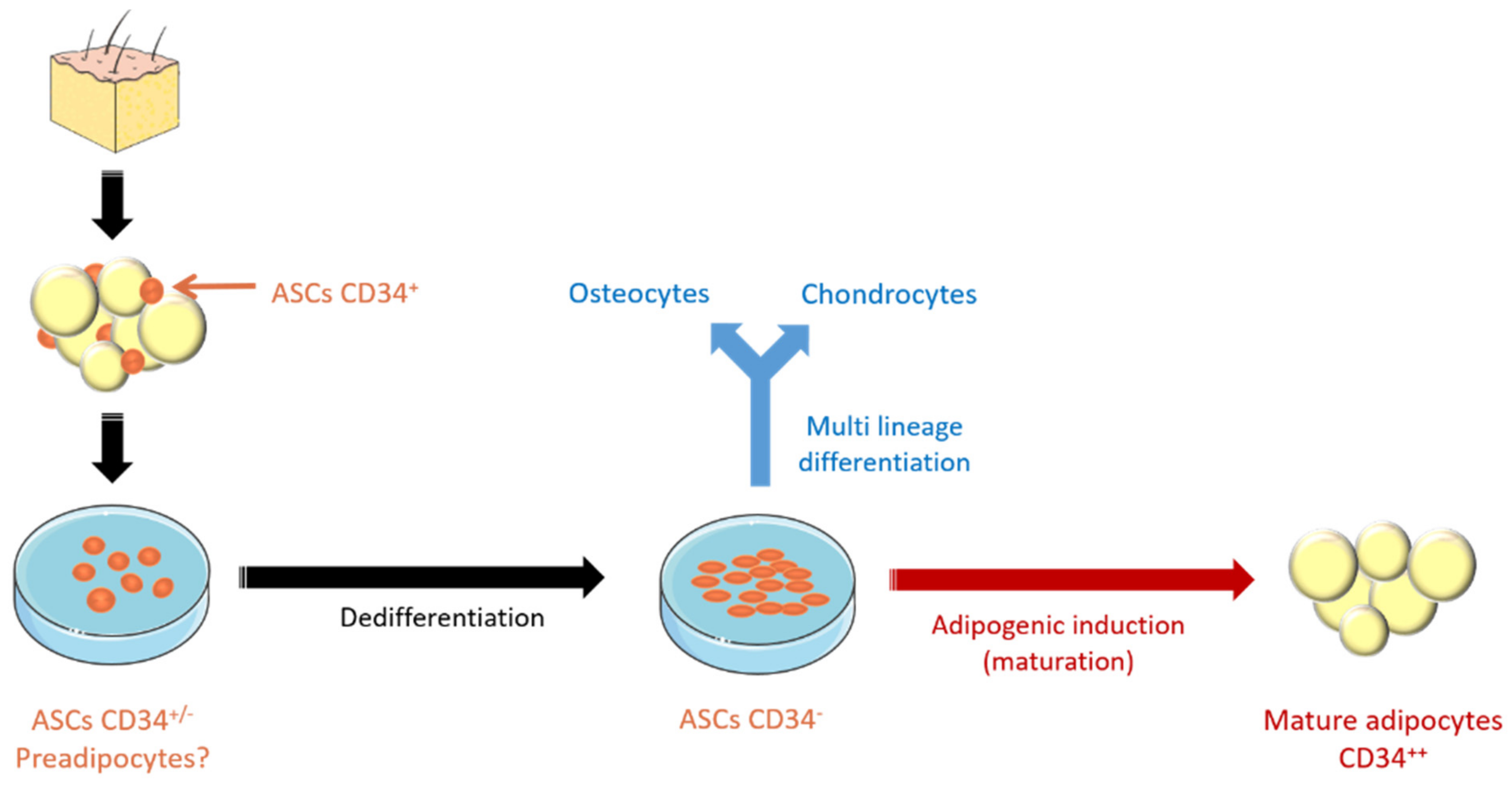 Cells 10 00466 g013 Cells 10 00466 g013
