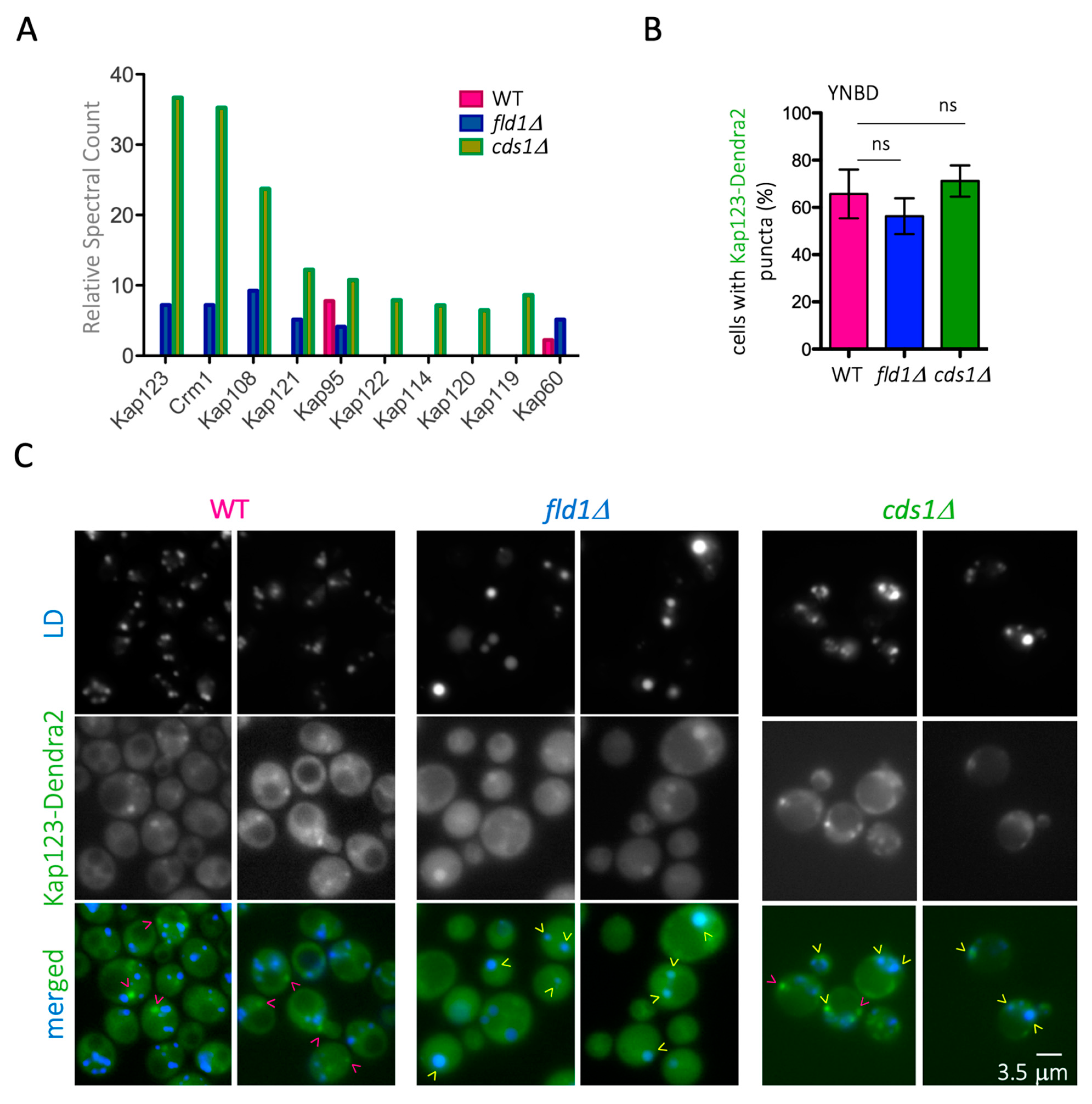 Cells 10 00472 g006 Cells 10 00472 g006