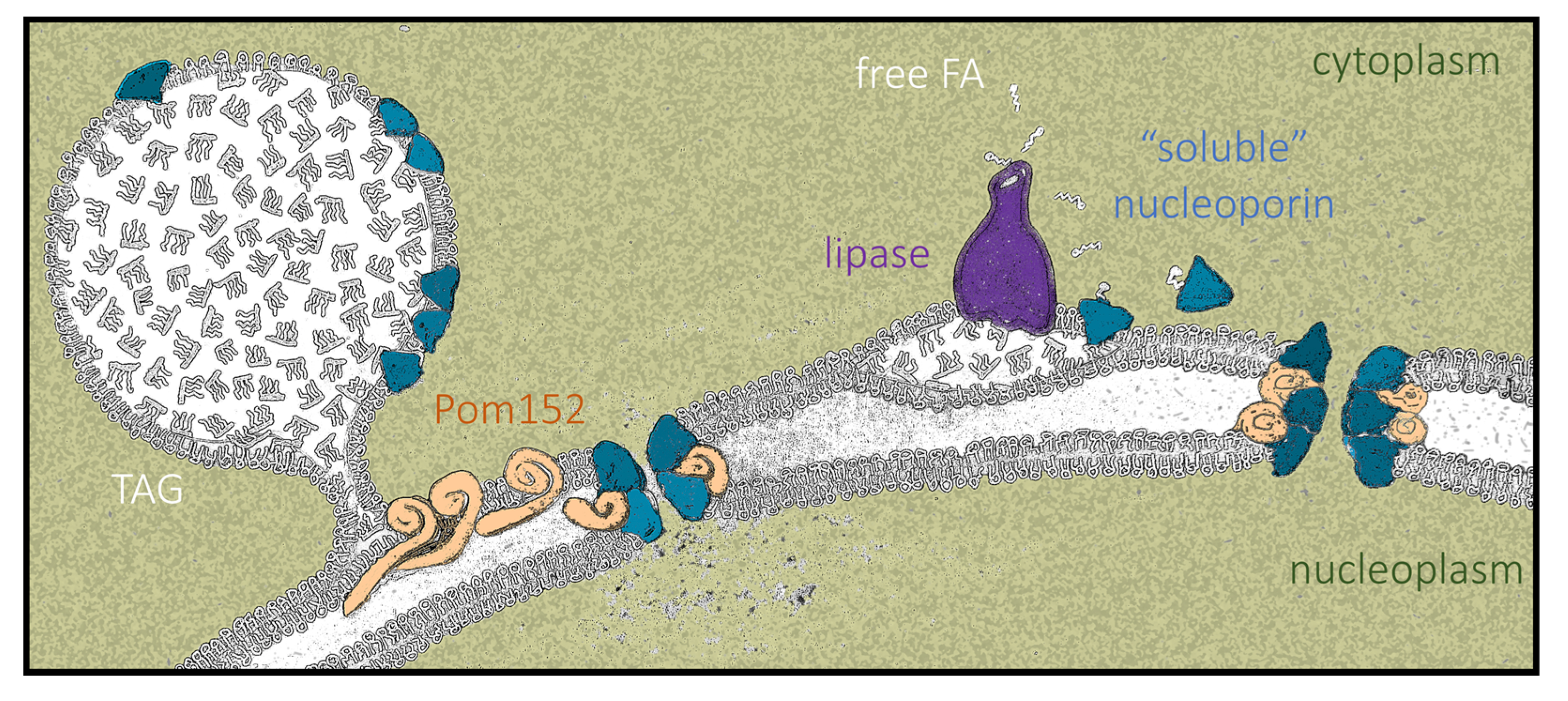 Cells 10 00472 g009 Cells 10 00472 g009