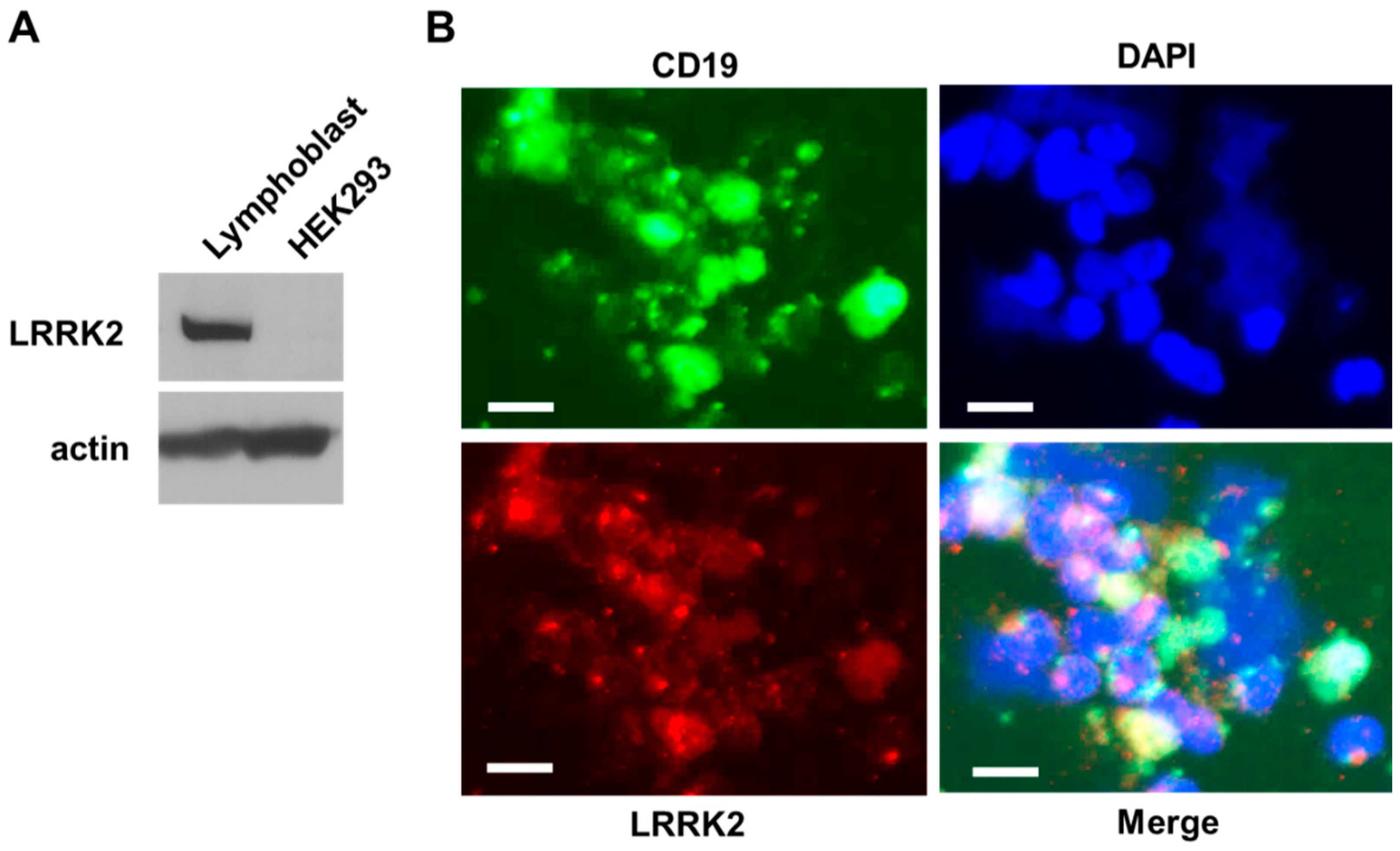 Cells 10 00480 g001 Cells 10 00480 g001
