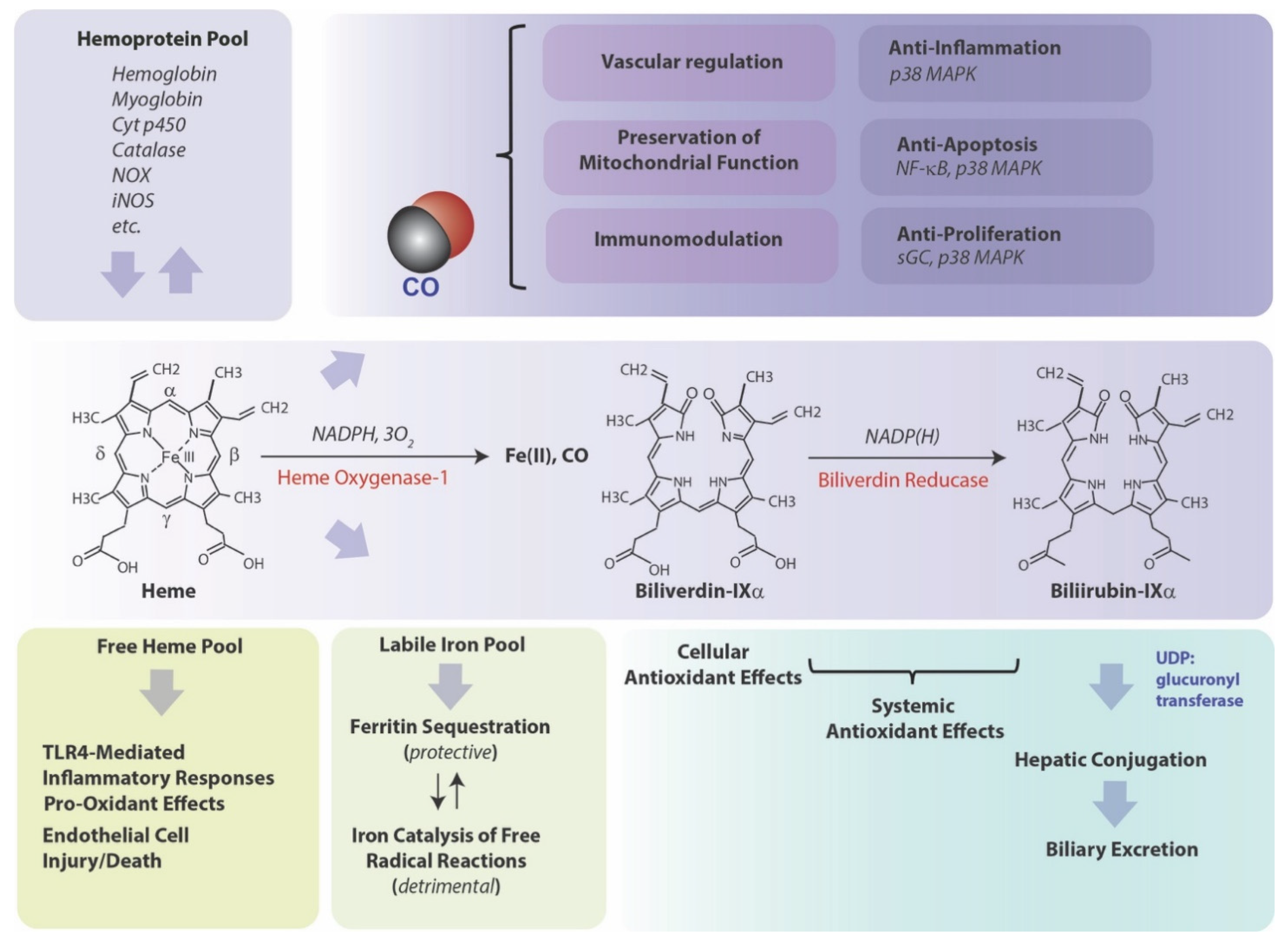 Cells 10 00515 g001 Cells 10 00515 g001
