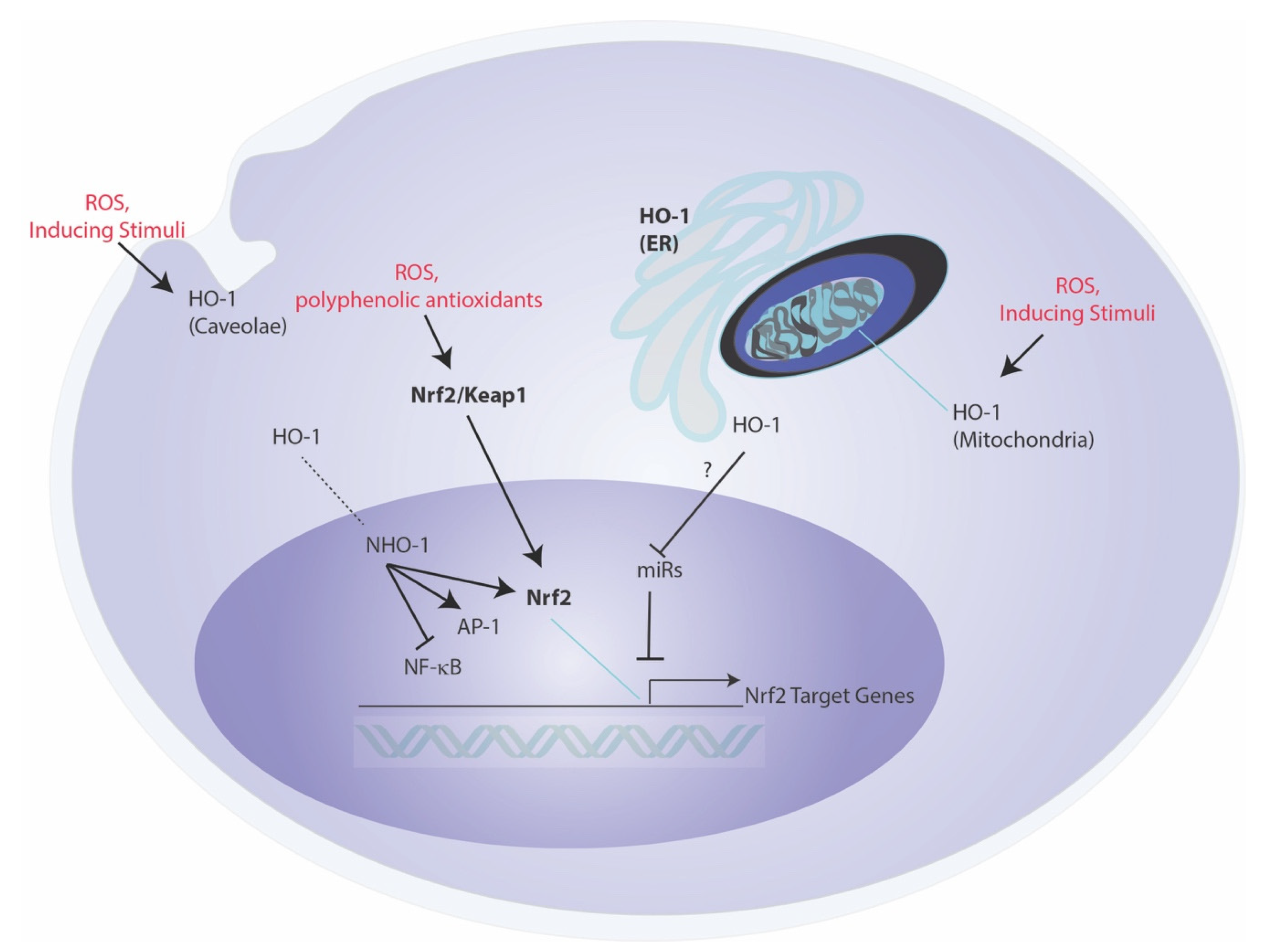 Cells 10 00515 g002 Cells 10 00515 g002