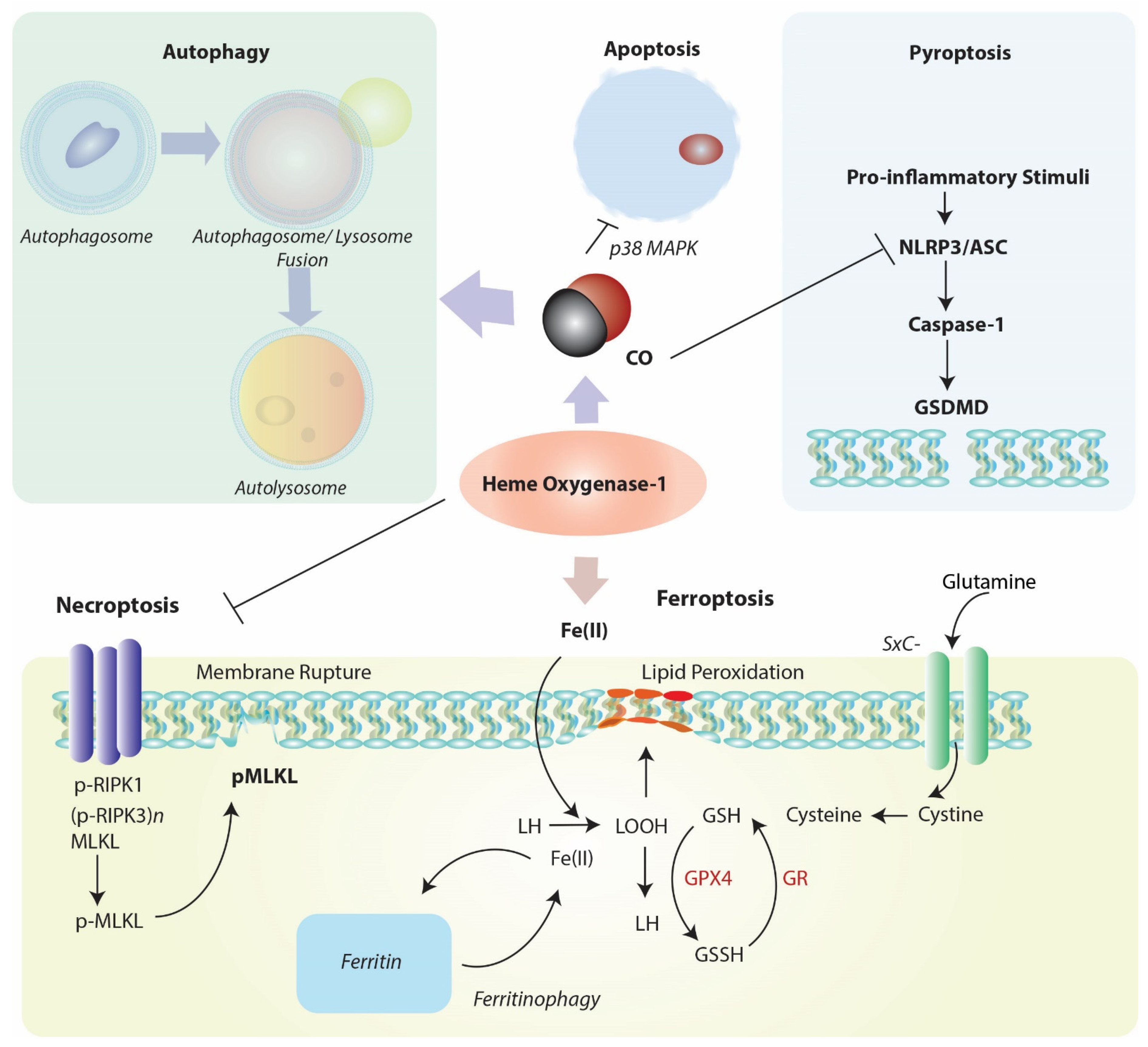 Cells 10 00515 g003 Cells 10 00515 g003