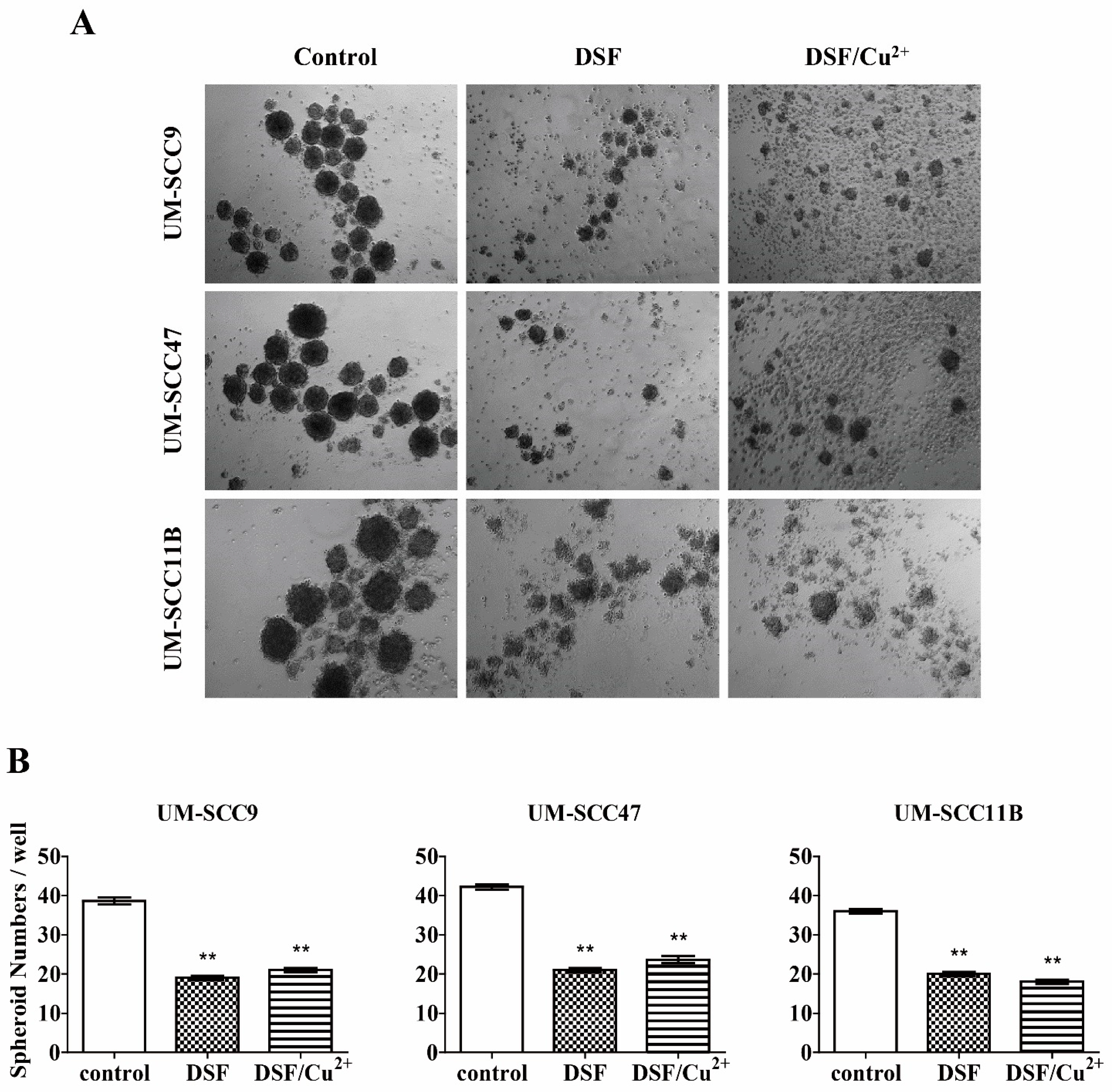 Cells 10 00517 g005