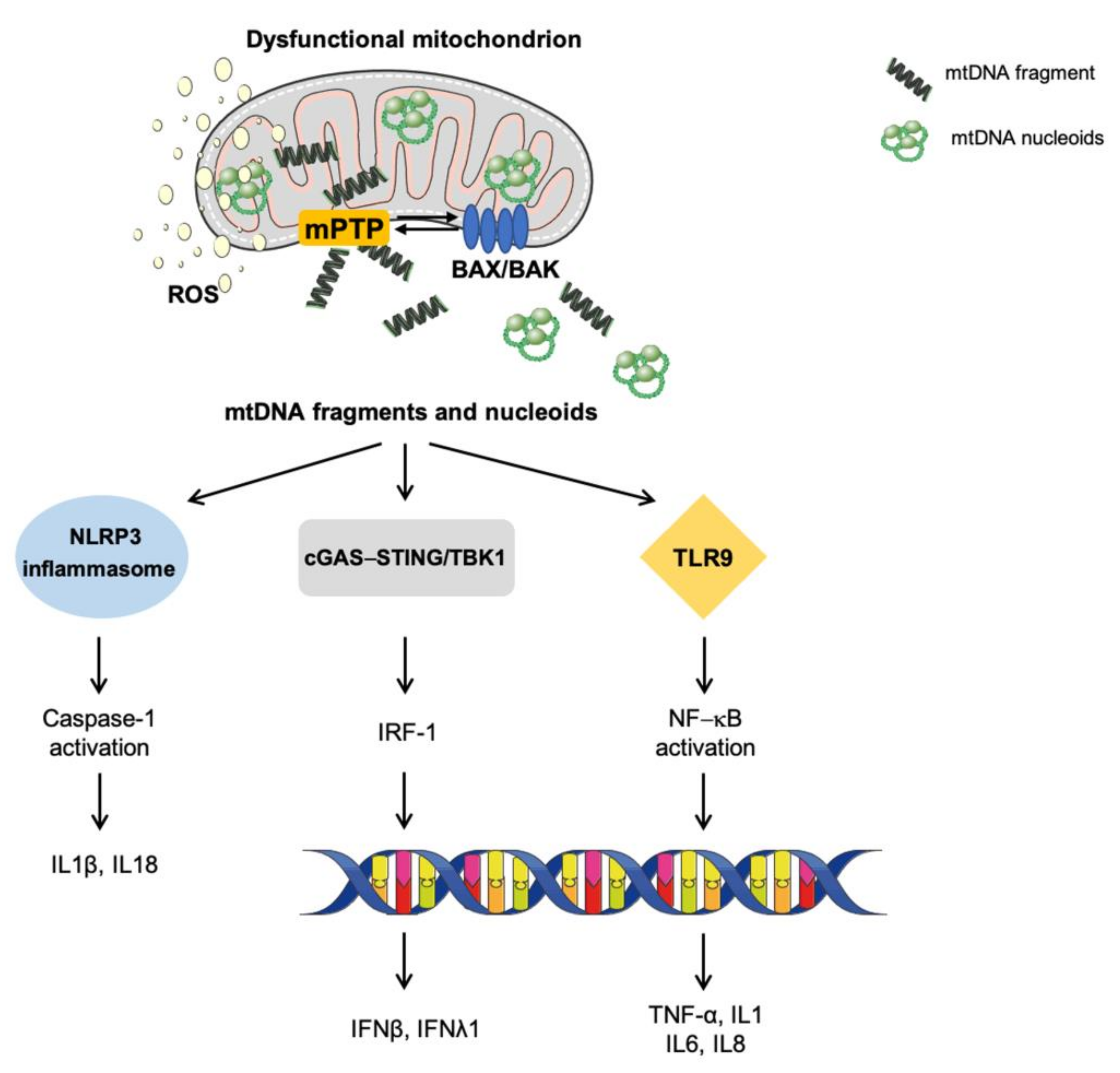 Cells 10 00537 g002 Cells 10 00537 g002
