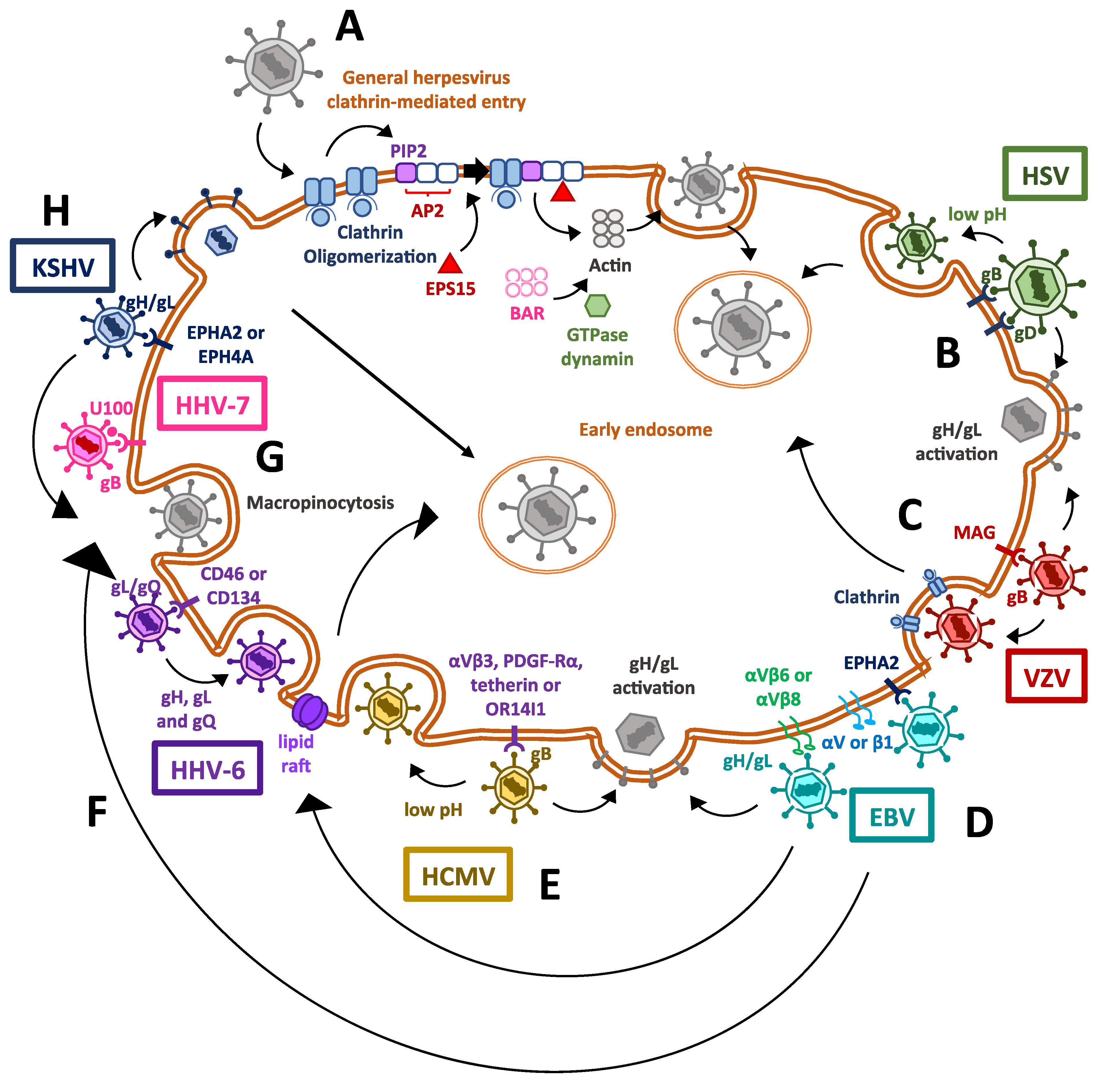 Cells 10 00542 g001 Cells 10 00542 g001