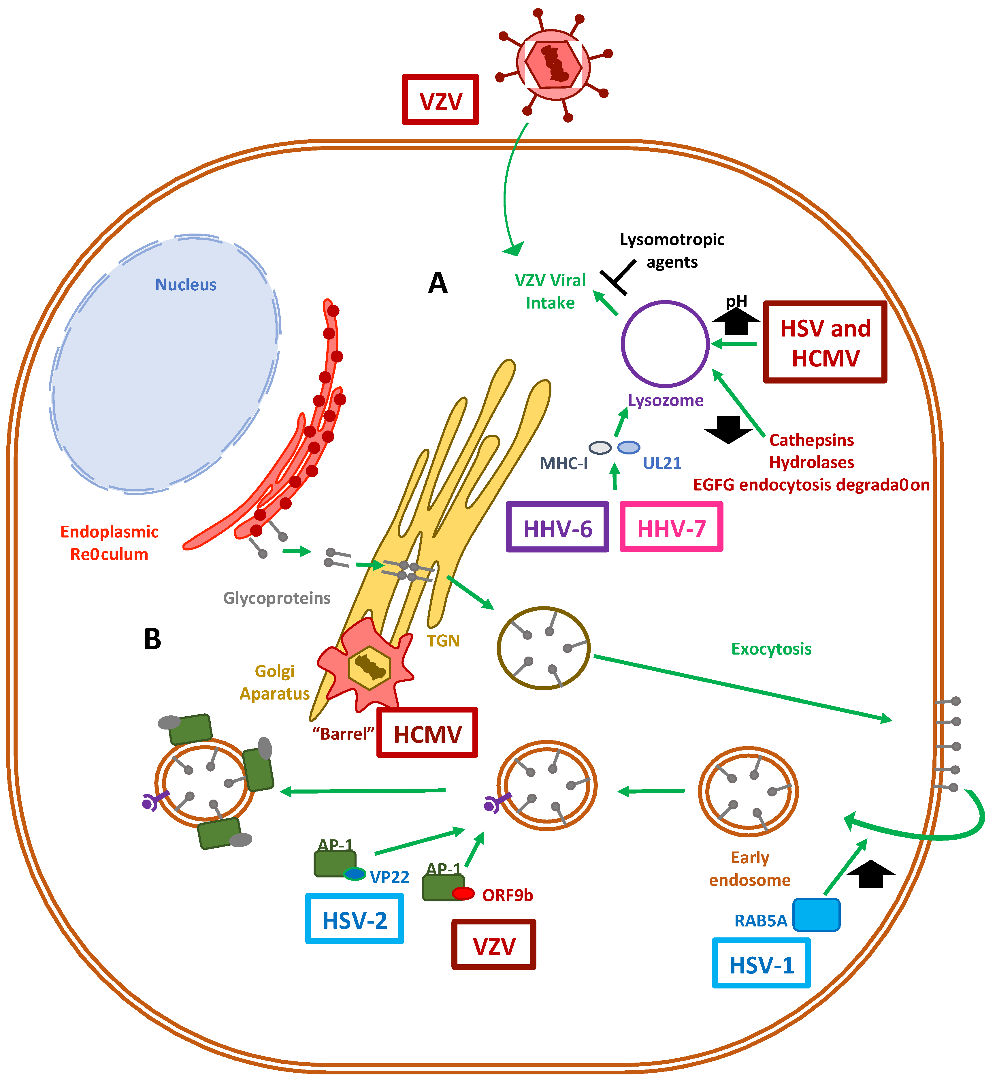 Cells 10 00542 g003 Cells 10 00542 g003