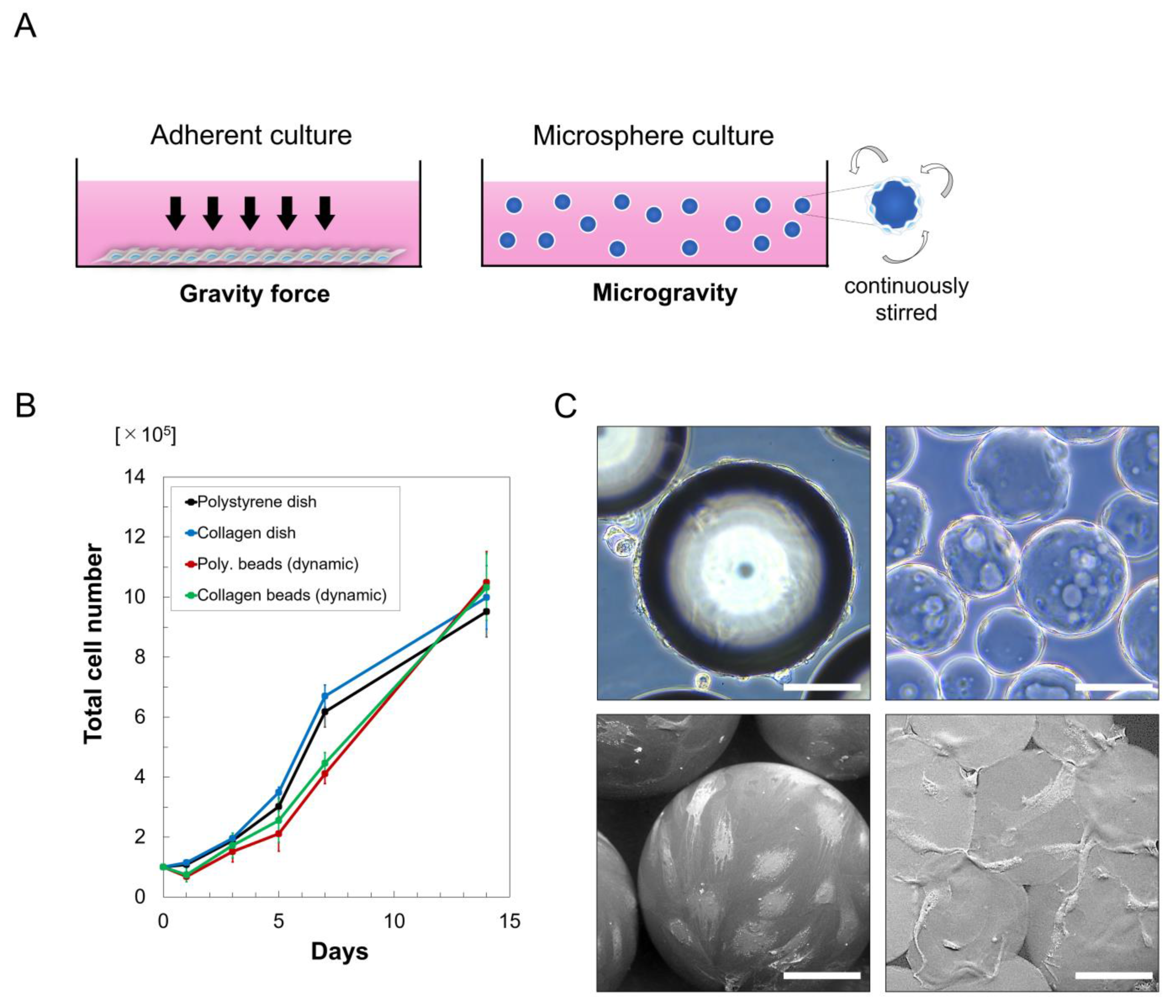 Cells 10 00560 g002 Cells 10 00560 g002