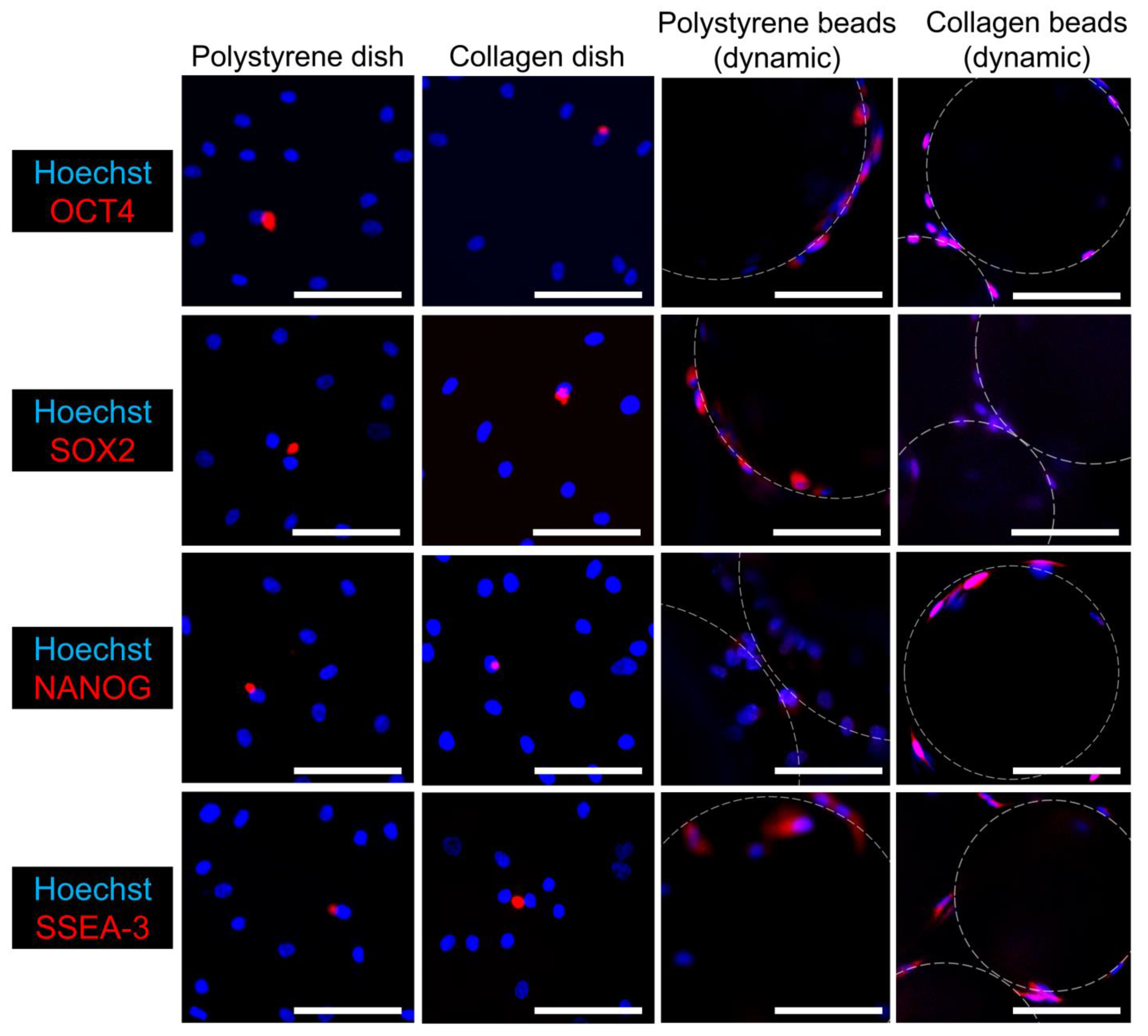 Cells 10 00560 g004 Cells 10 00560 g004