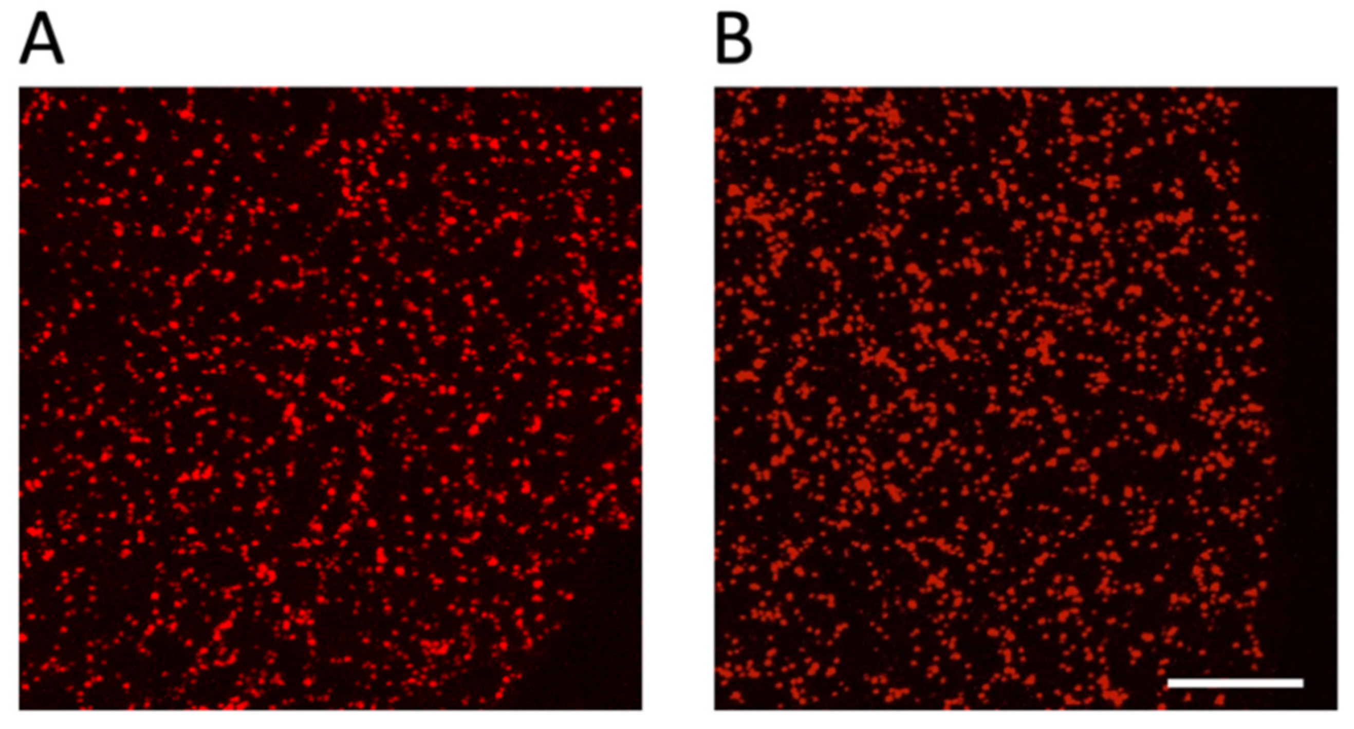 Cells 10 00584 g003 Cells 10 00584 g003