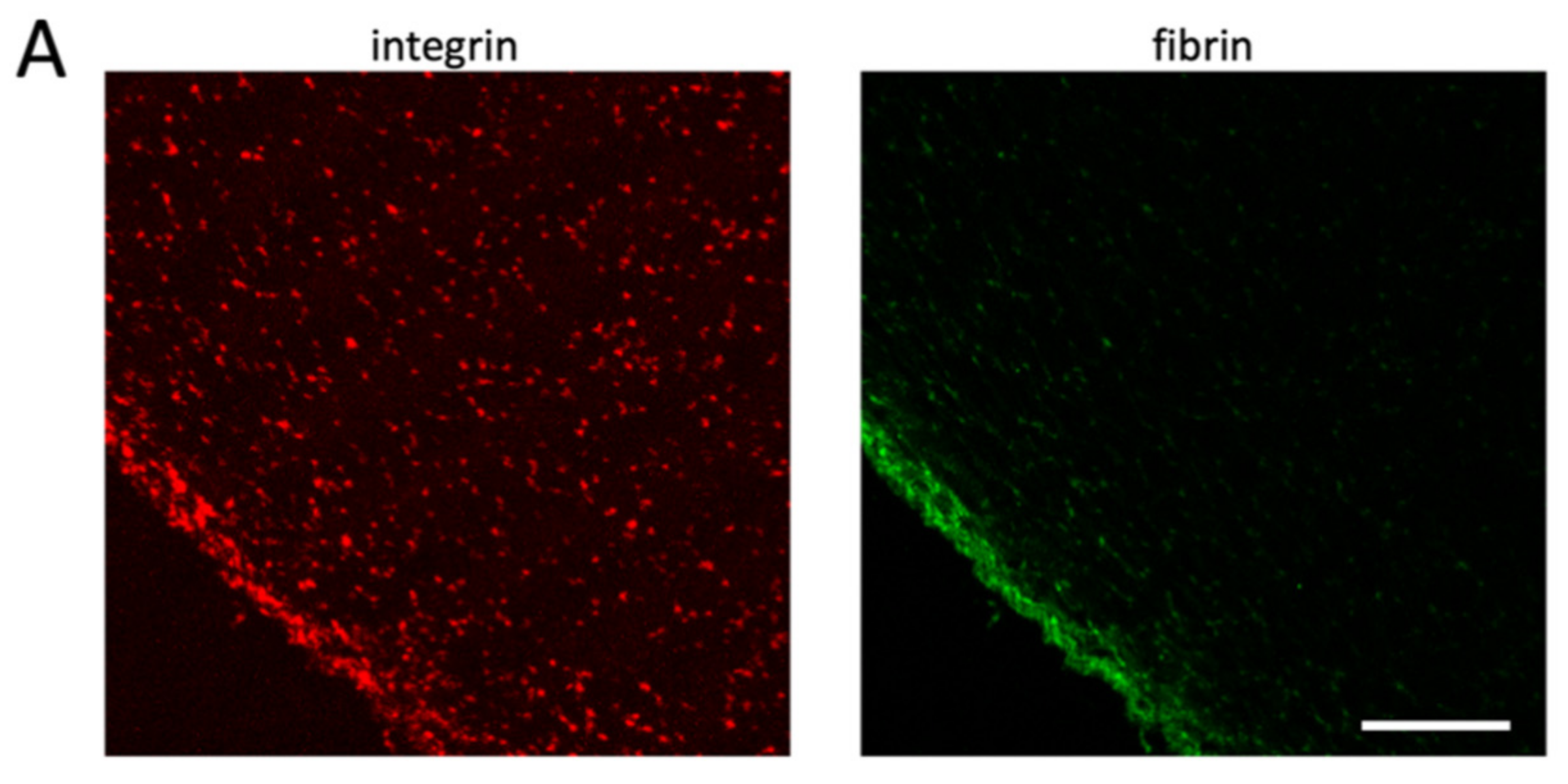 Cells 10 00584 g005a Cells 10 00584 g005a