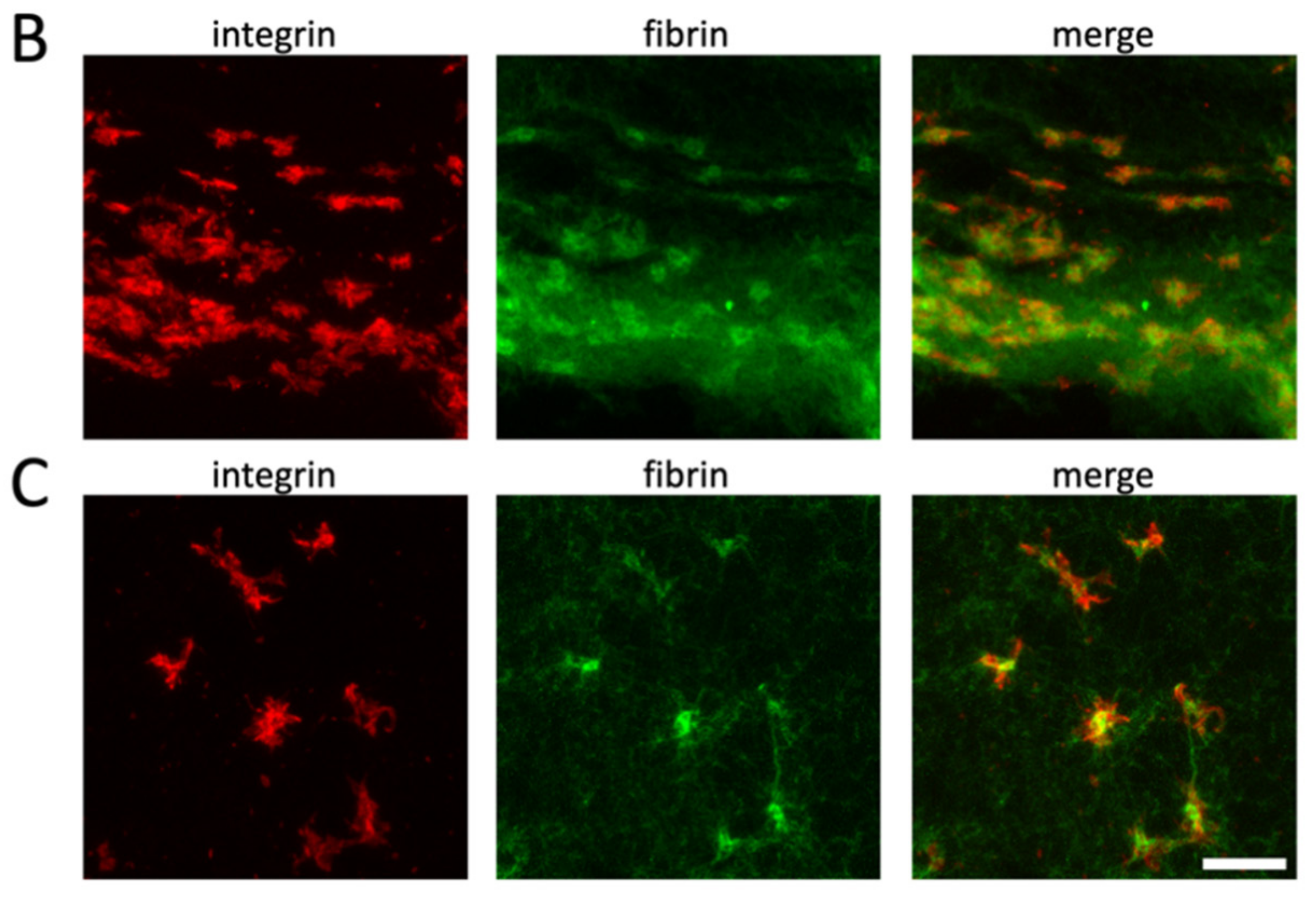 Cells 10 00584 g005b Cells 10 00584 g005b