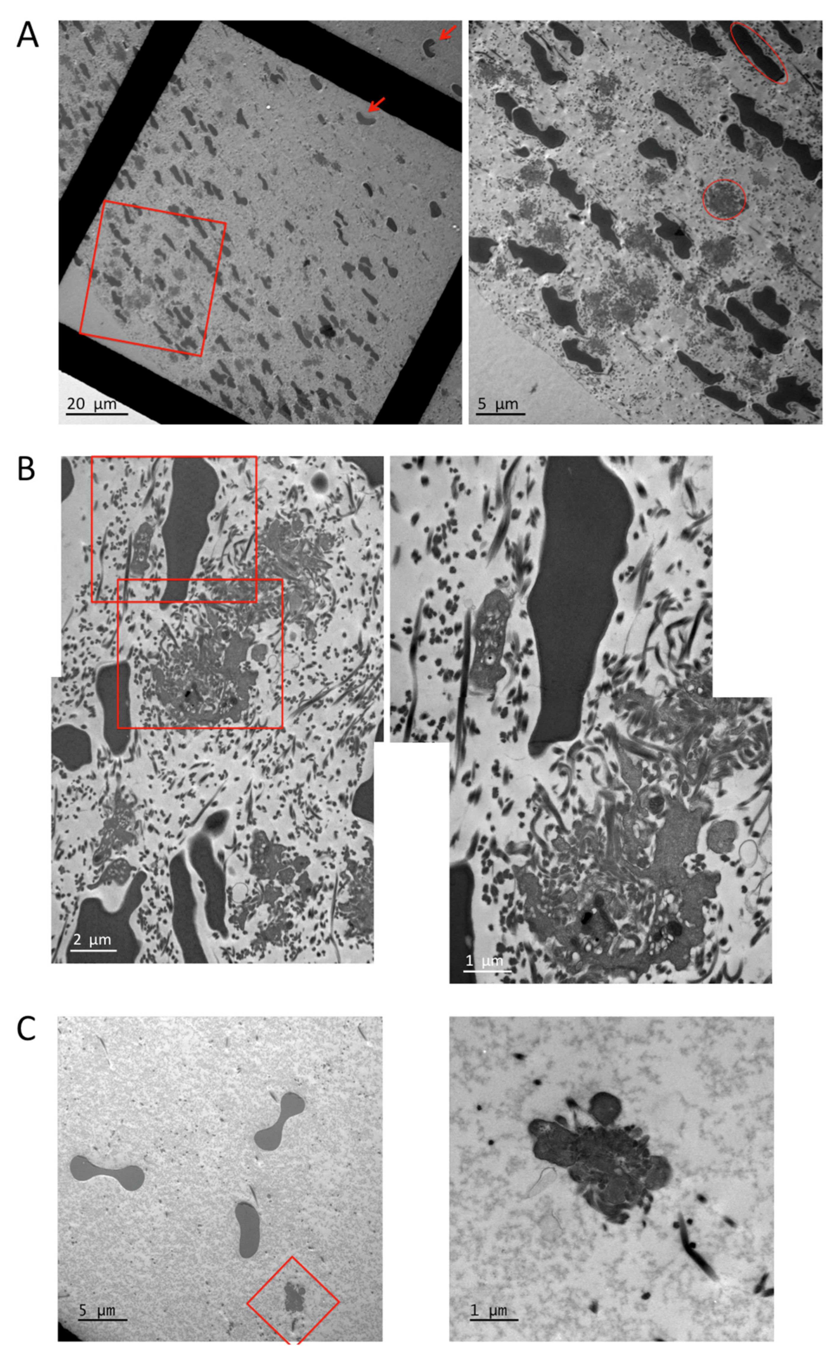 Cells 10 00584 g006 Cells 10 00584 g006