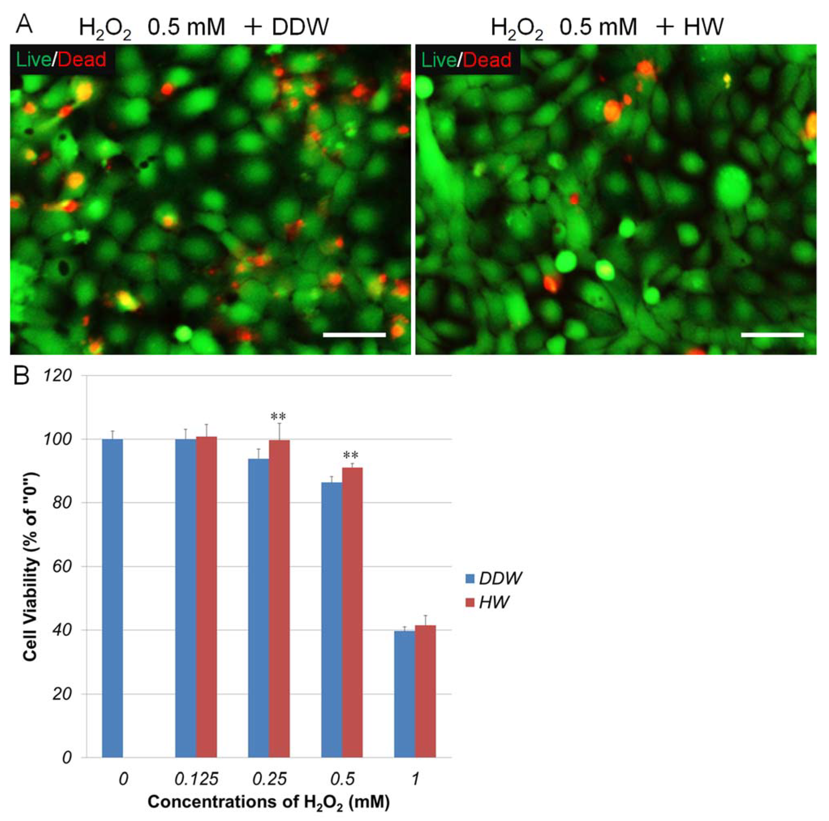 Cells 10 00626 g002 Cells 10 00626 g002
