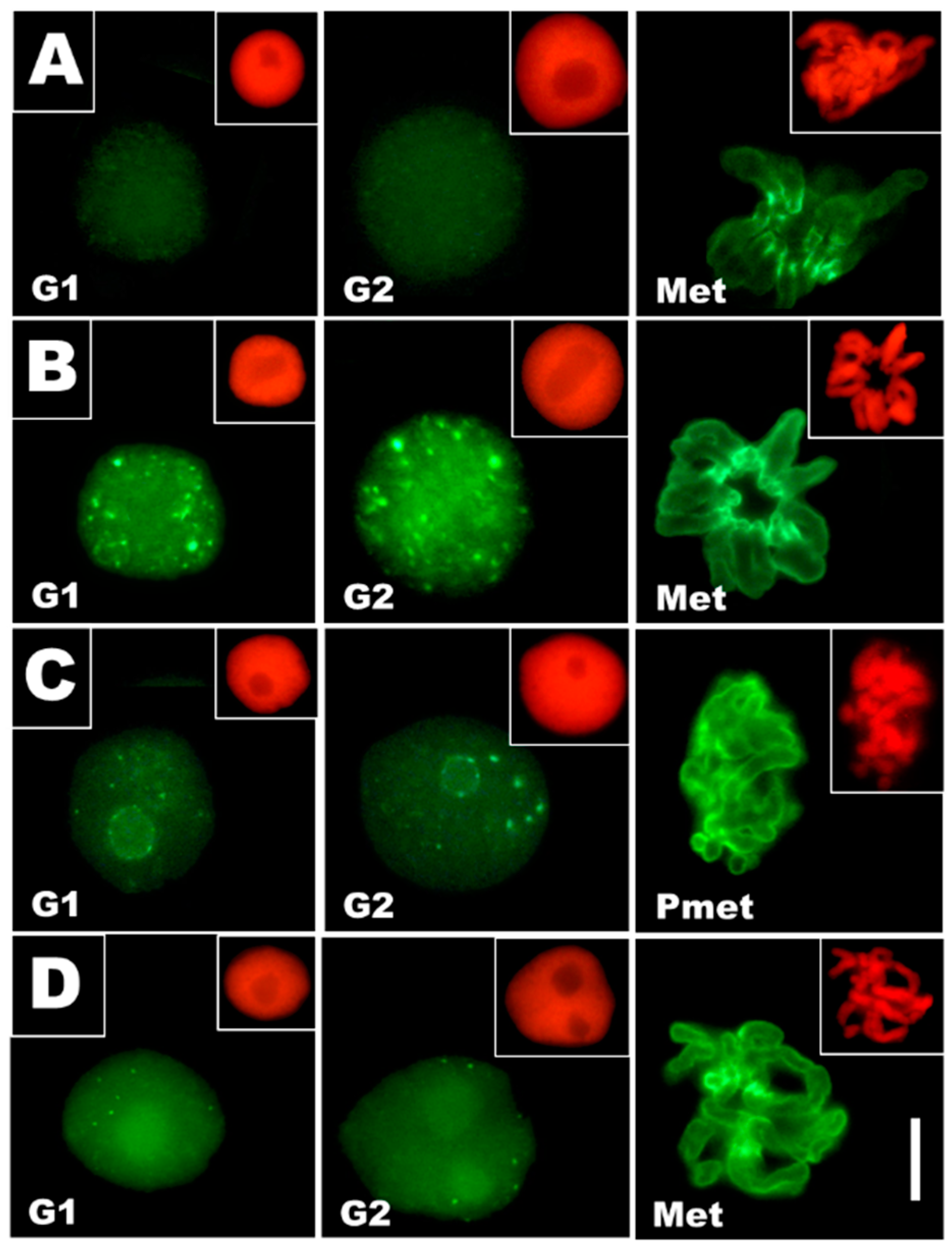 Cells 10 00640 g005 Cells 10 00640 g005