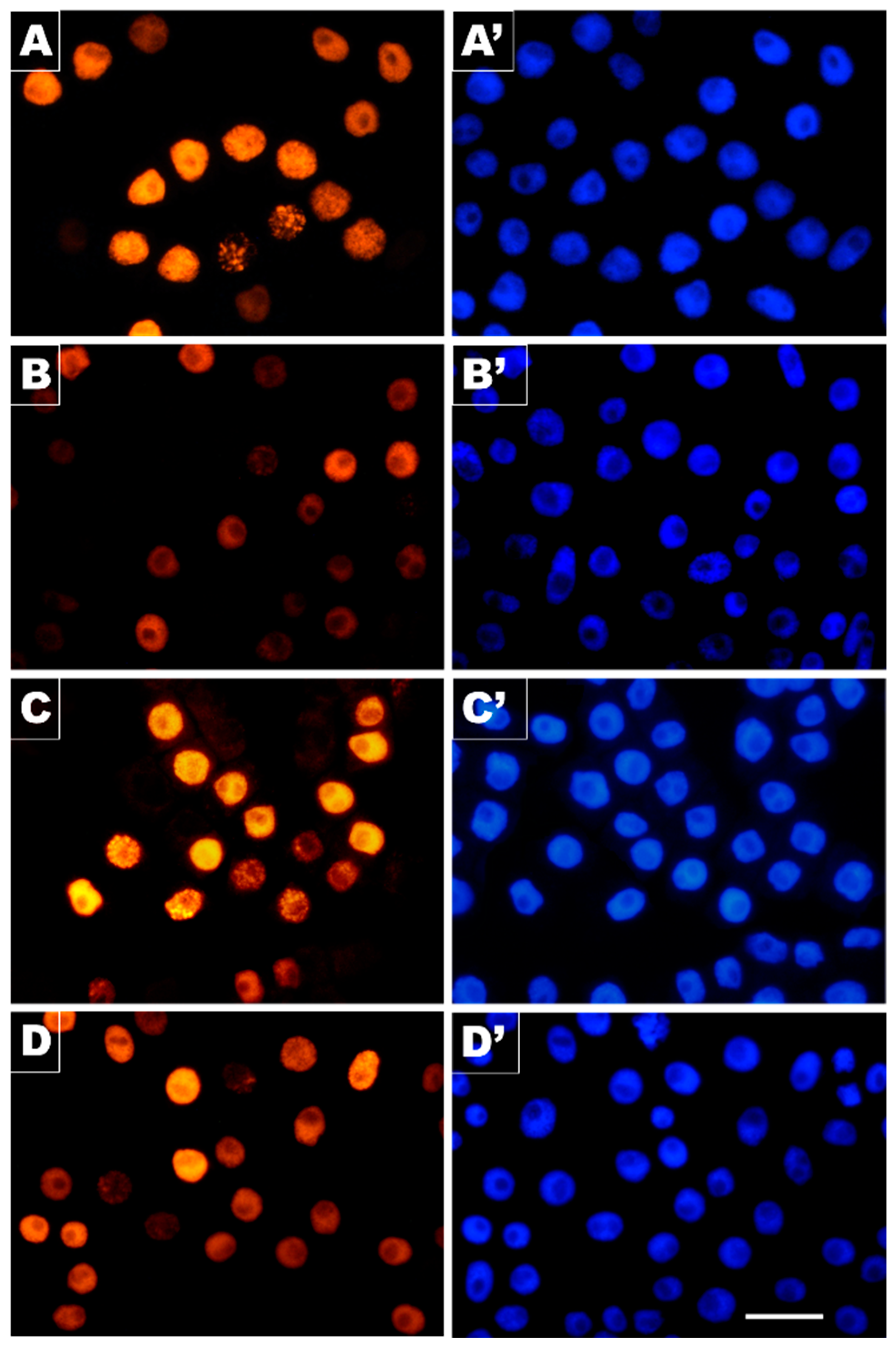 Cells 10 00640 g006 Cells 10 00640 g006