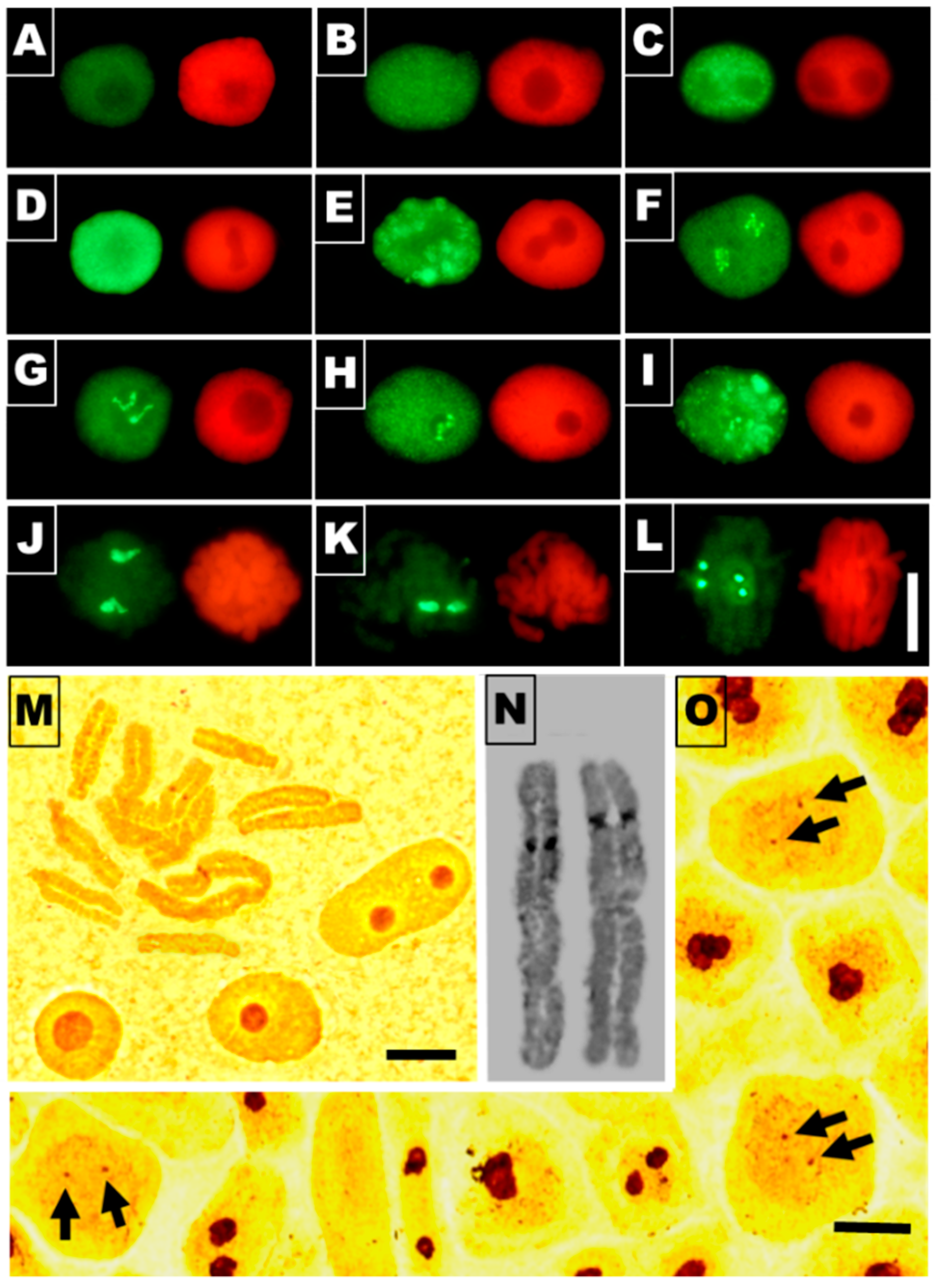 Cells 10 00640 g011 Cells 10 00640 g011