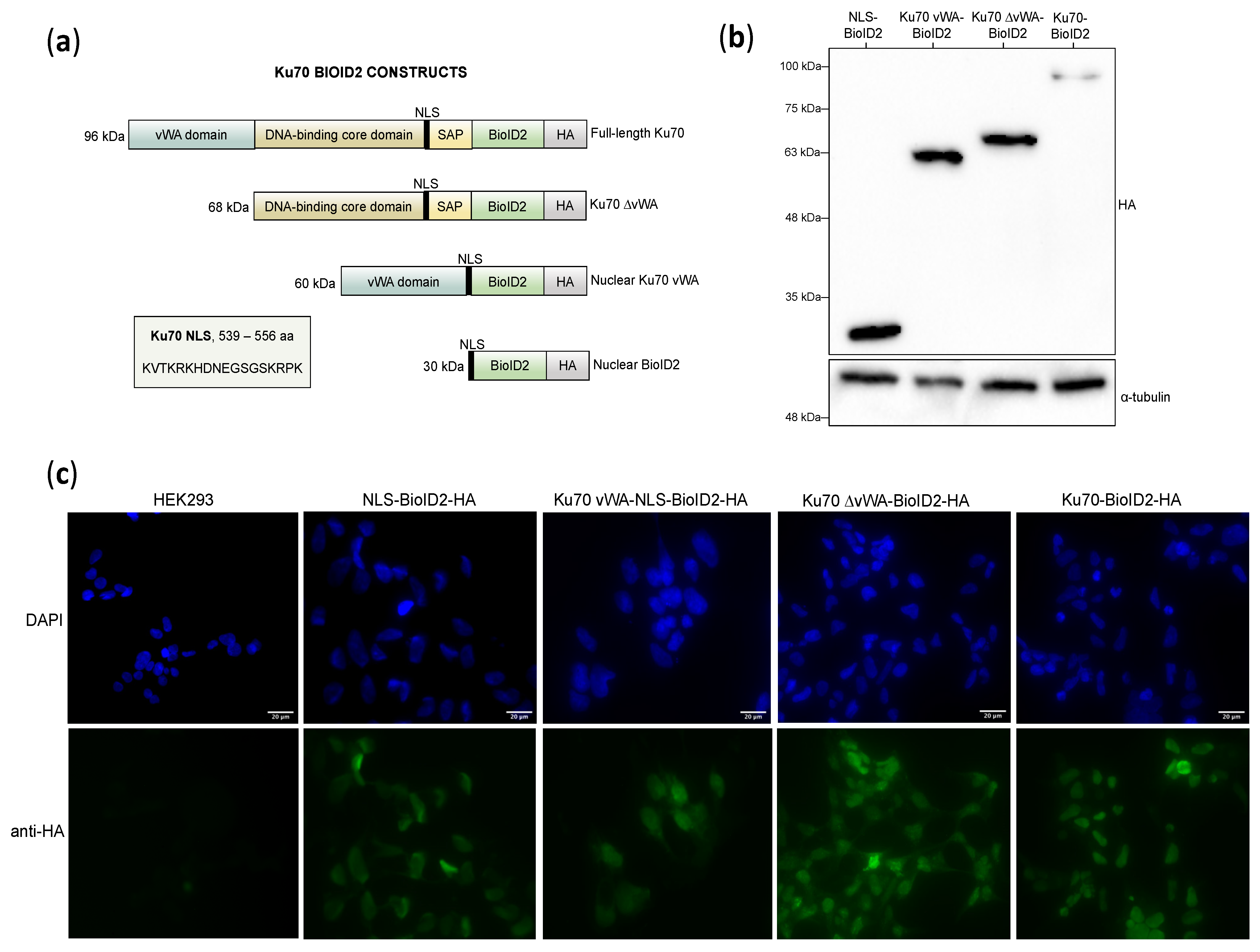 Cells 10 00646 g002 Cells 10 00646 g002