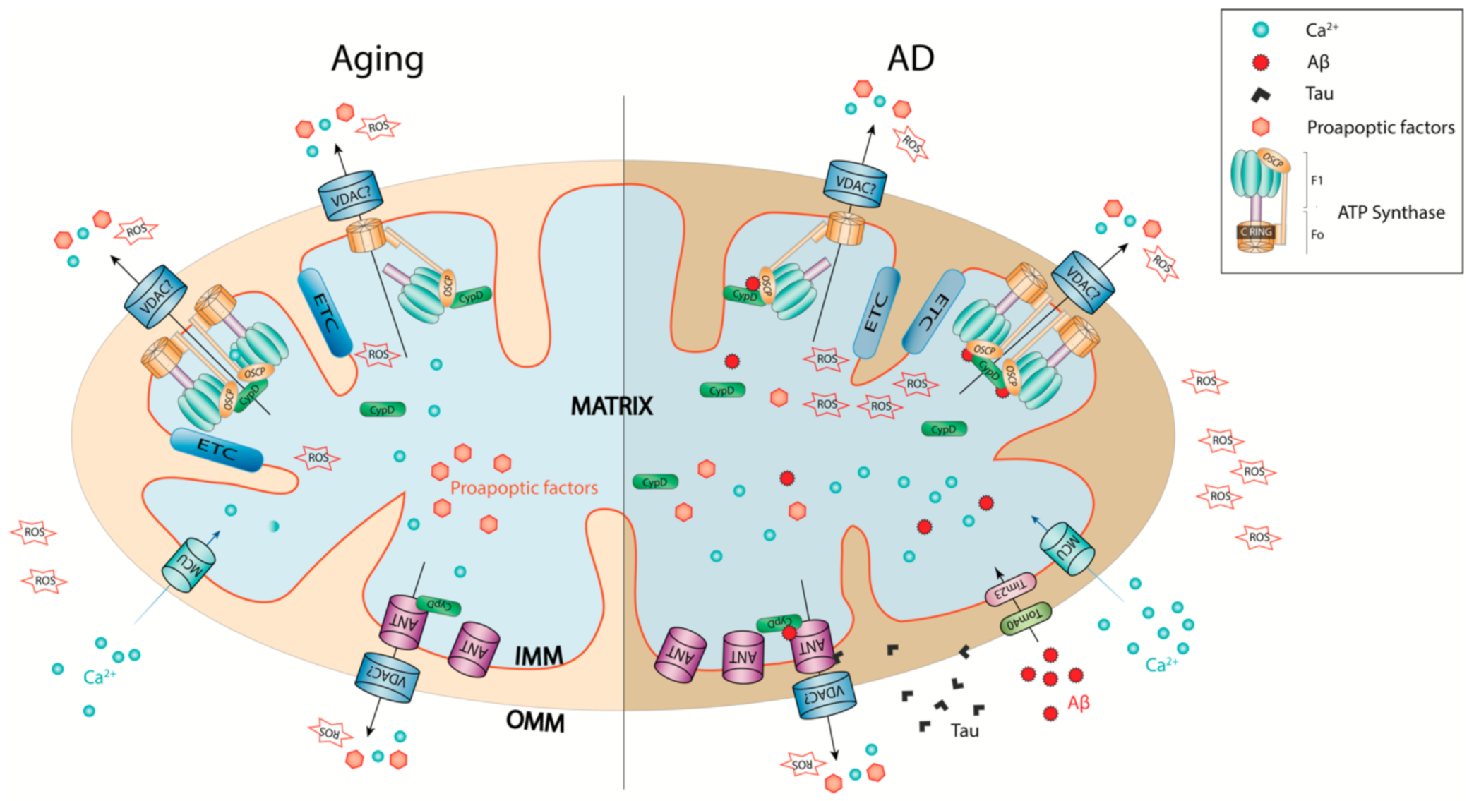Cells 10 00649 g001 Cells 10 00649 g001