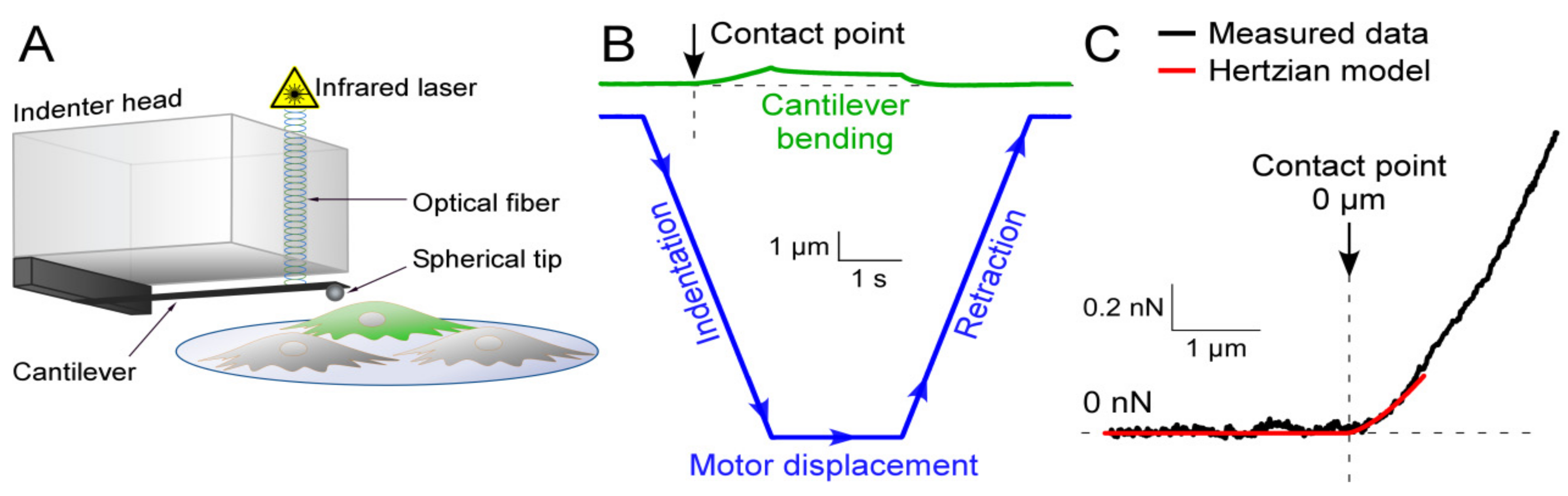 Cells 10 00663 g001 Cells 10 00663 g001