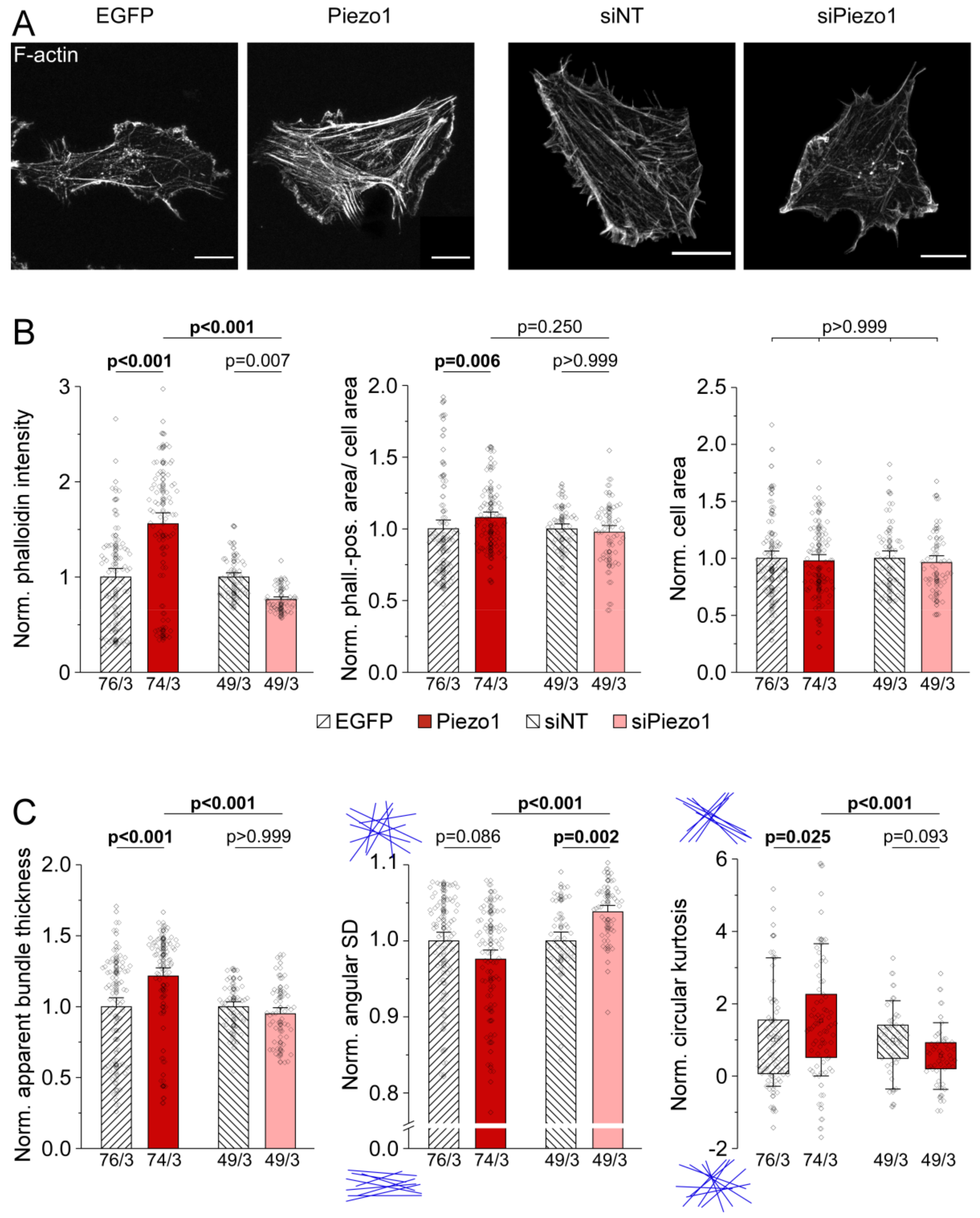 Cells 10 00663 g005 Cells 10 00663 g005