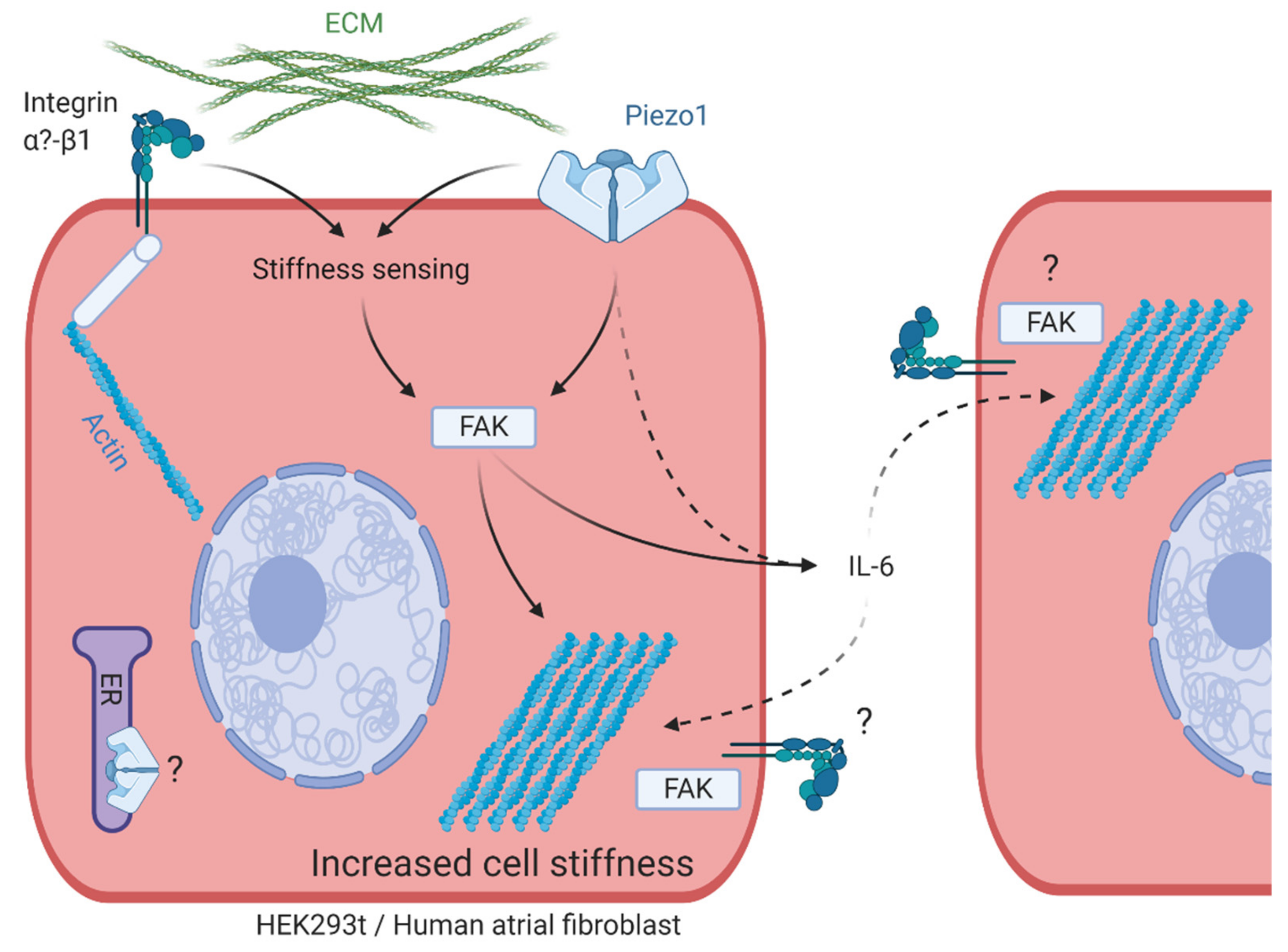 Cells 10 00663 g008 Cells 10 00663 g008
