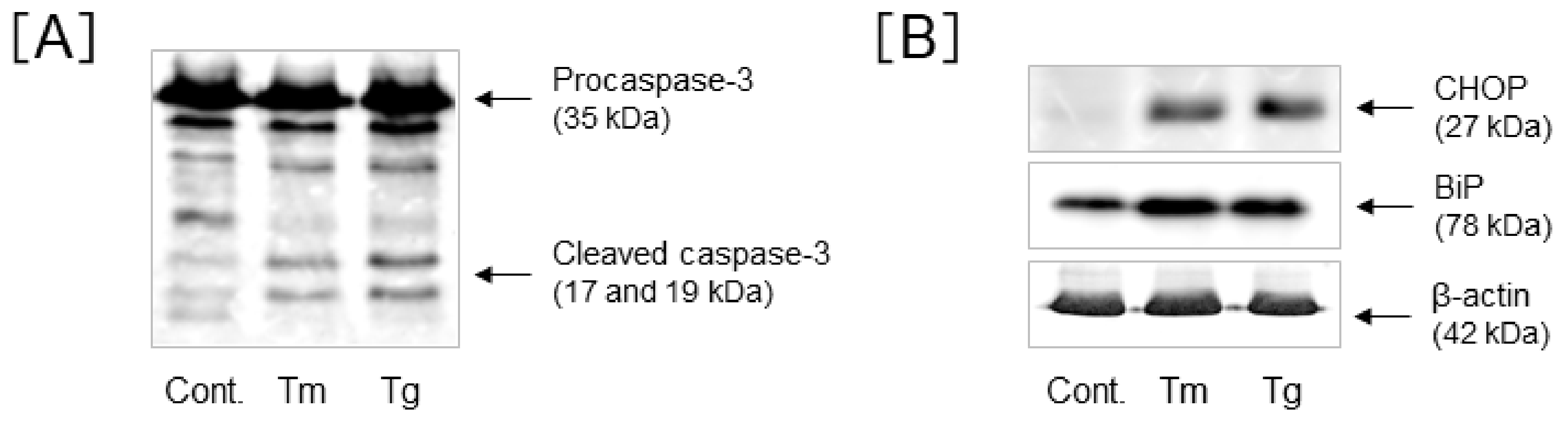 Cells 10 00669 g002 Cells 10 00669 g002
